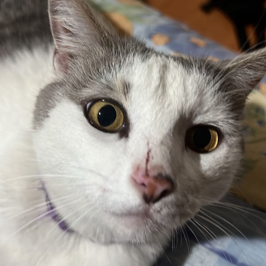Nico
