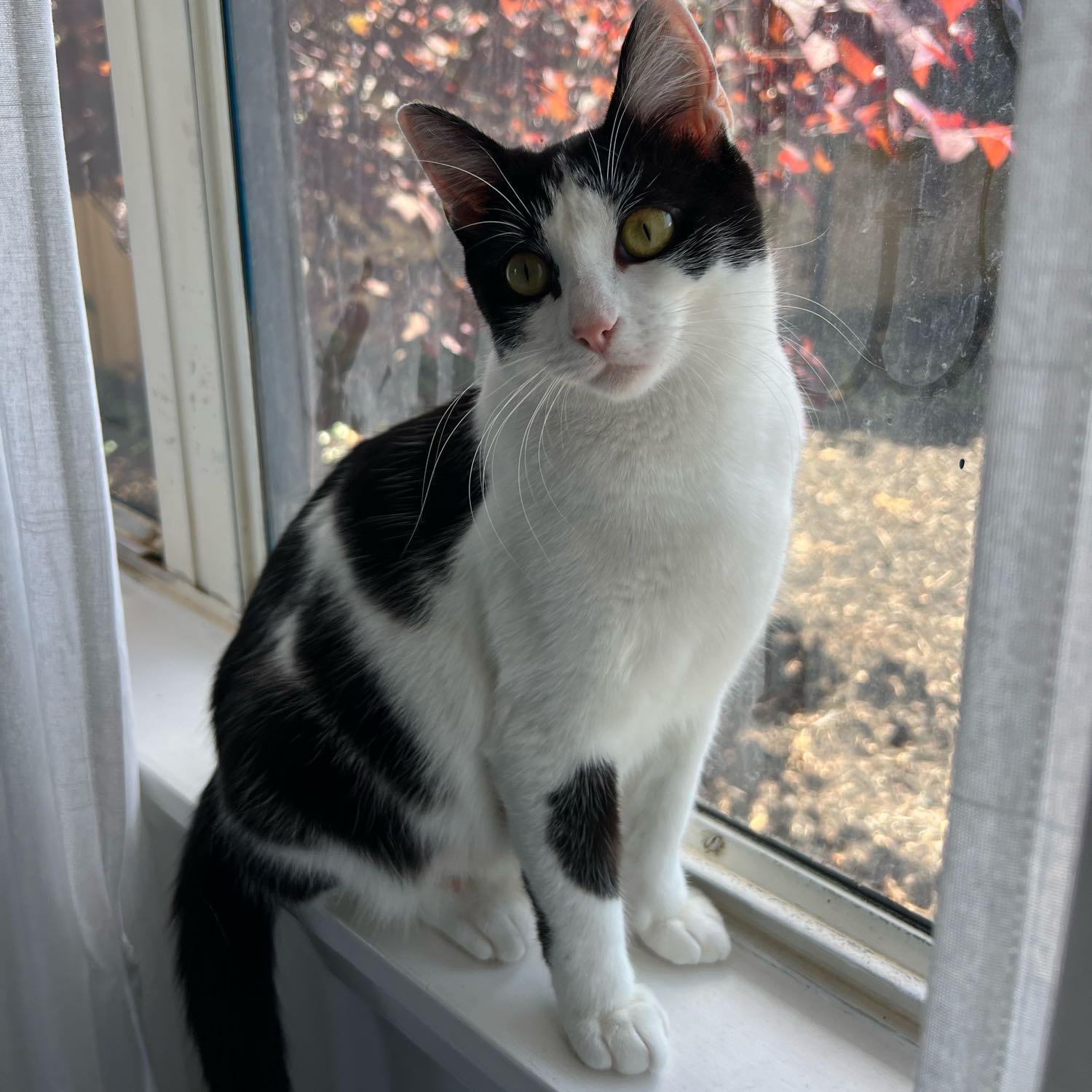 Kitten