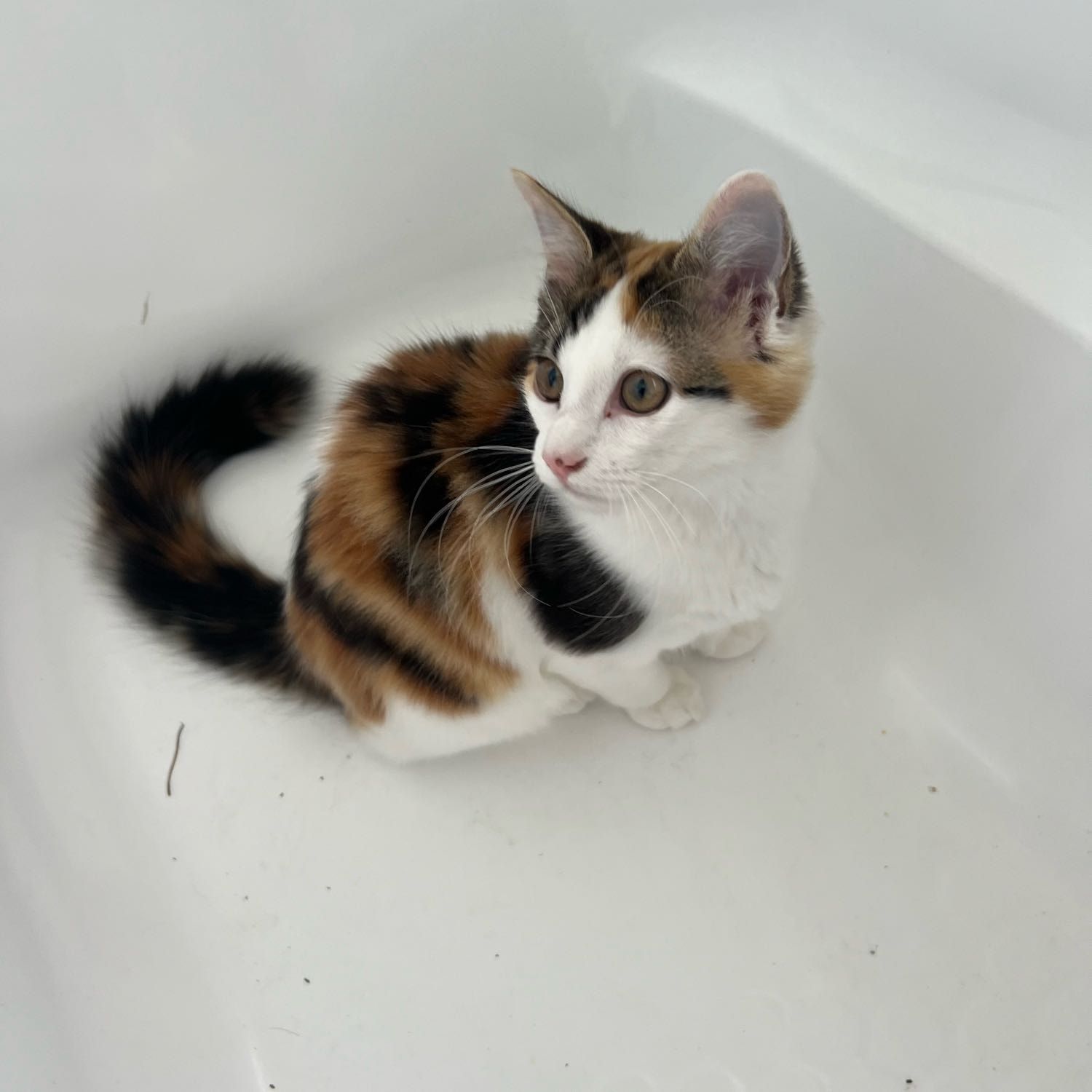 Suki