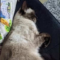 Lulu