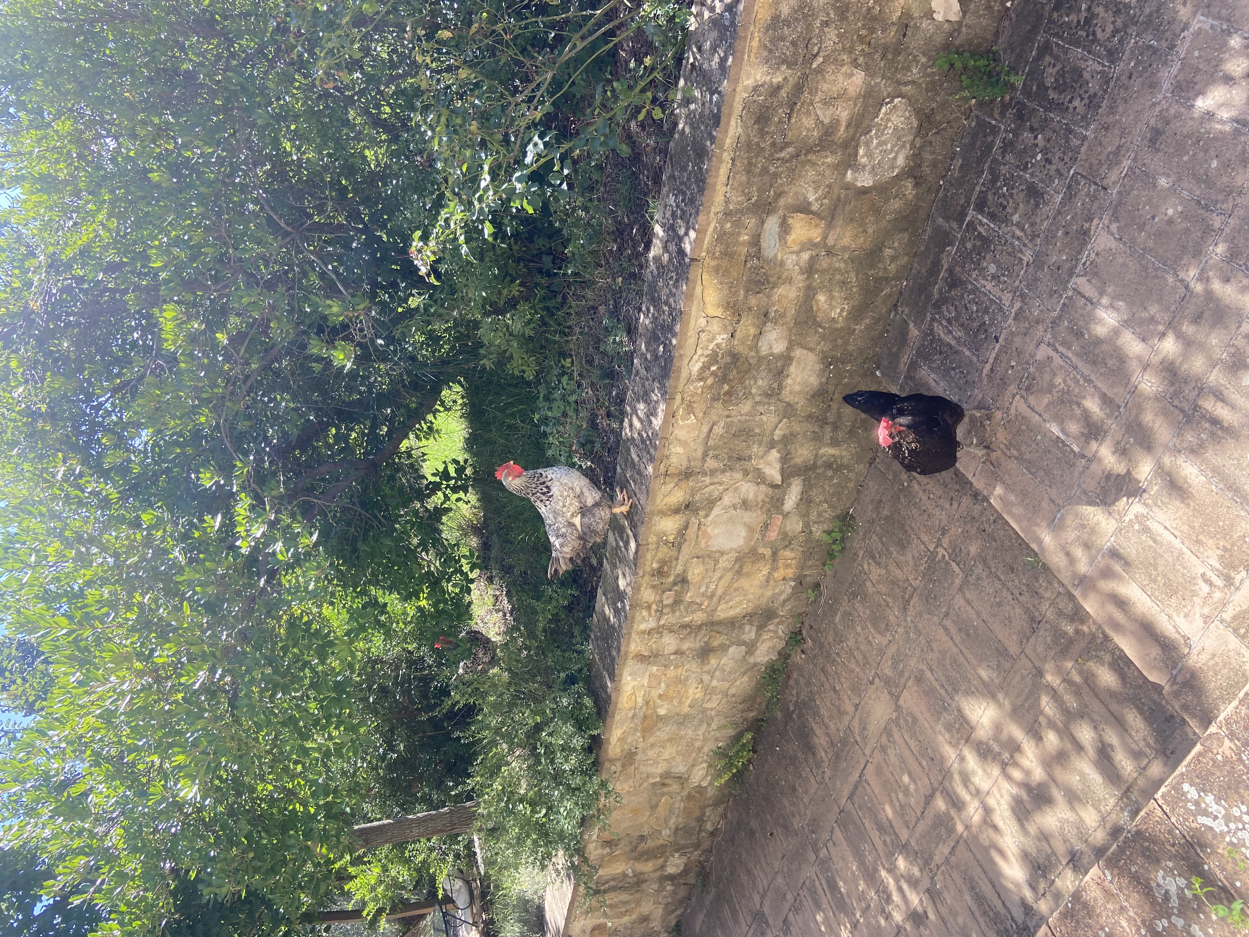 image-6