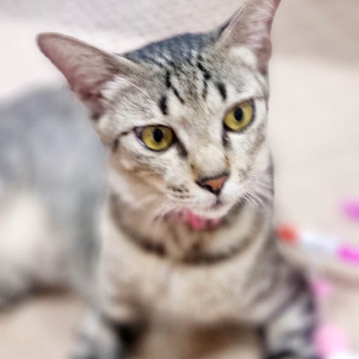 Kitty