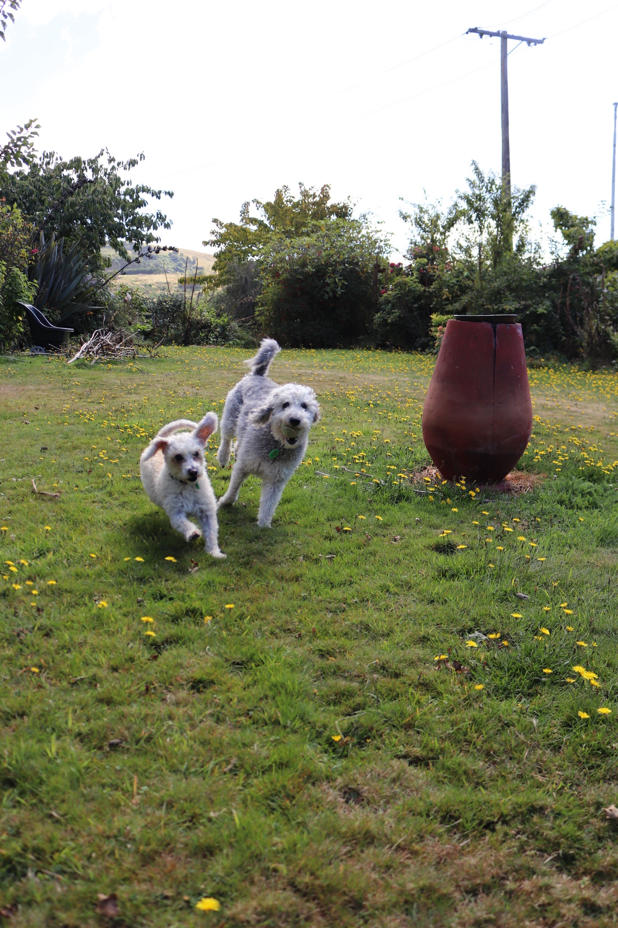 image-7