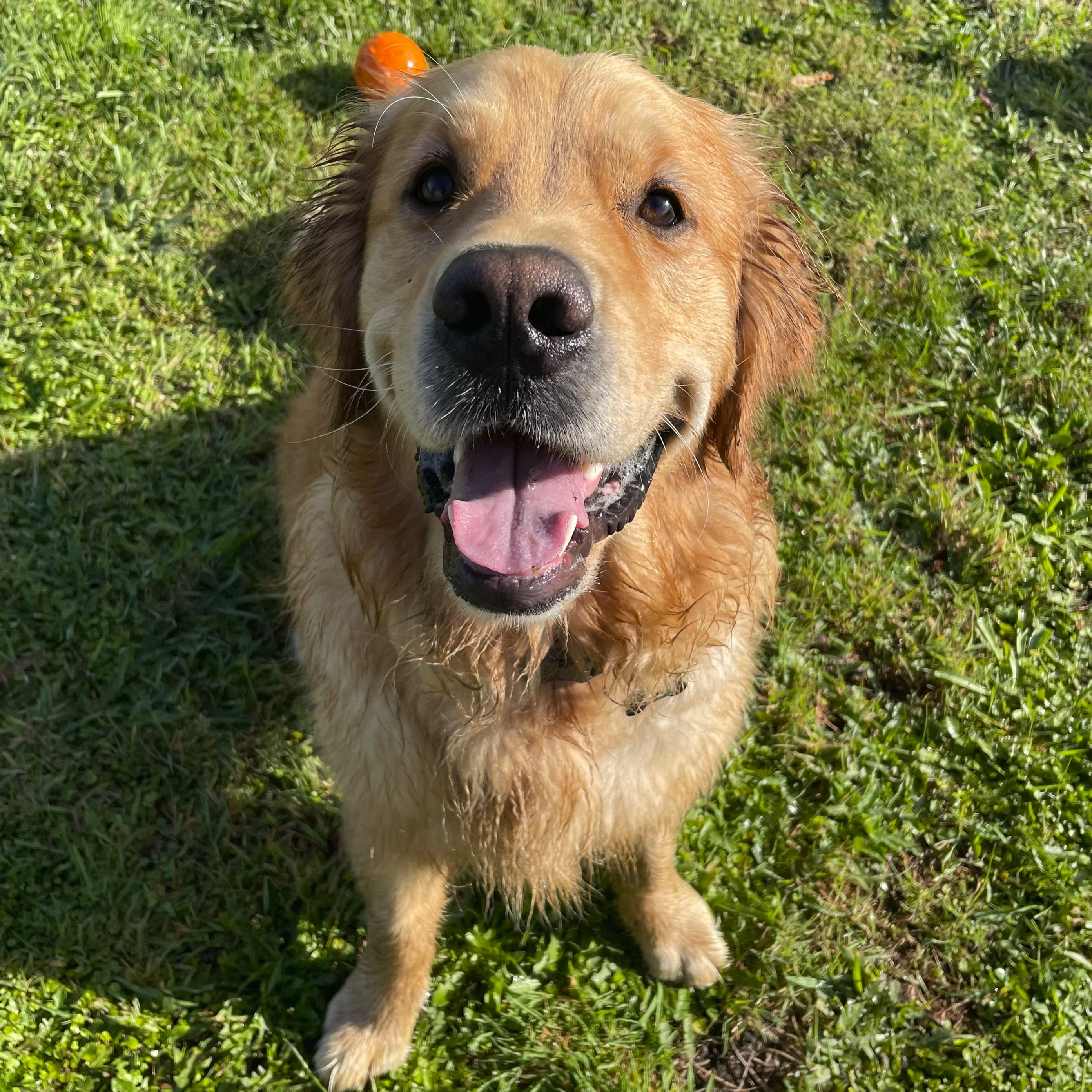 Koa
