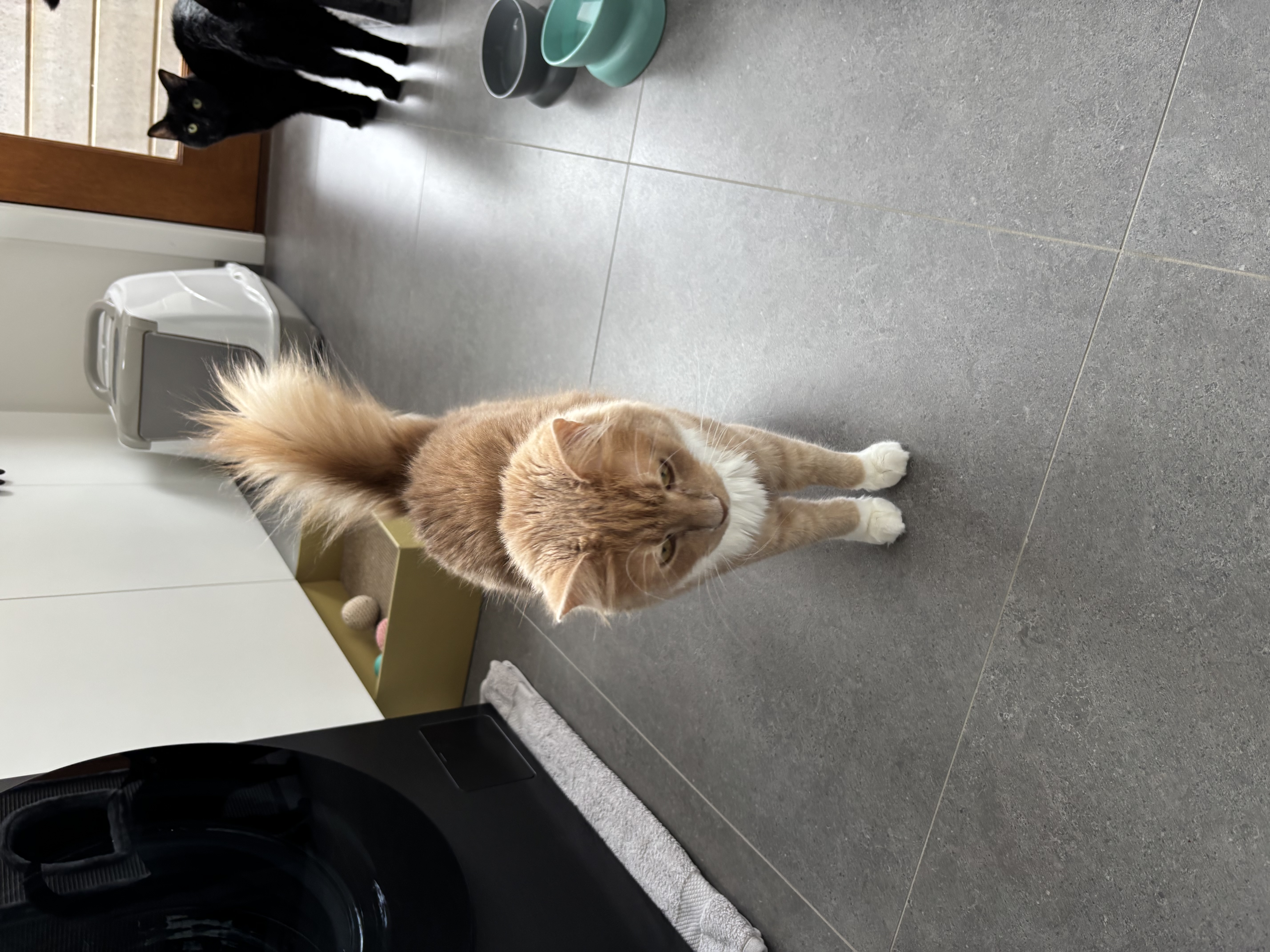 image-7