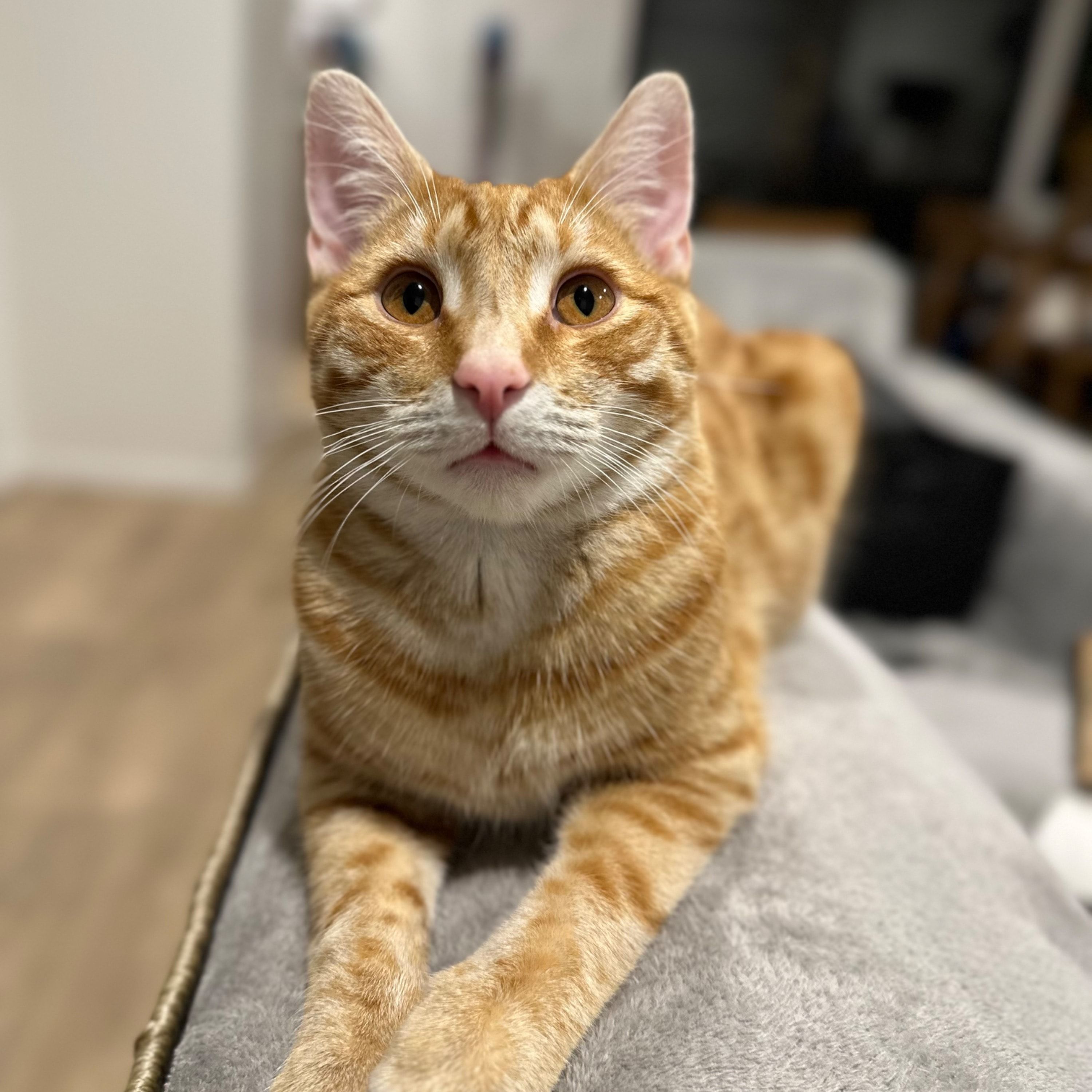 Cheetor