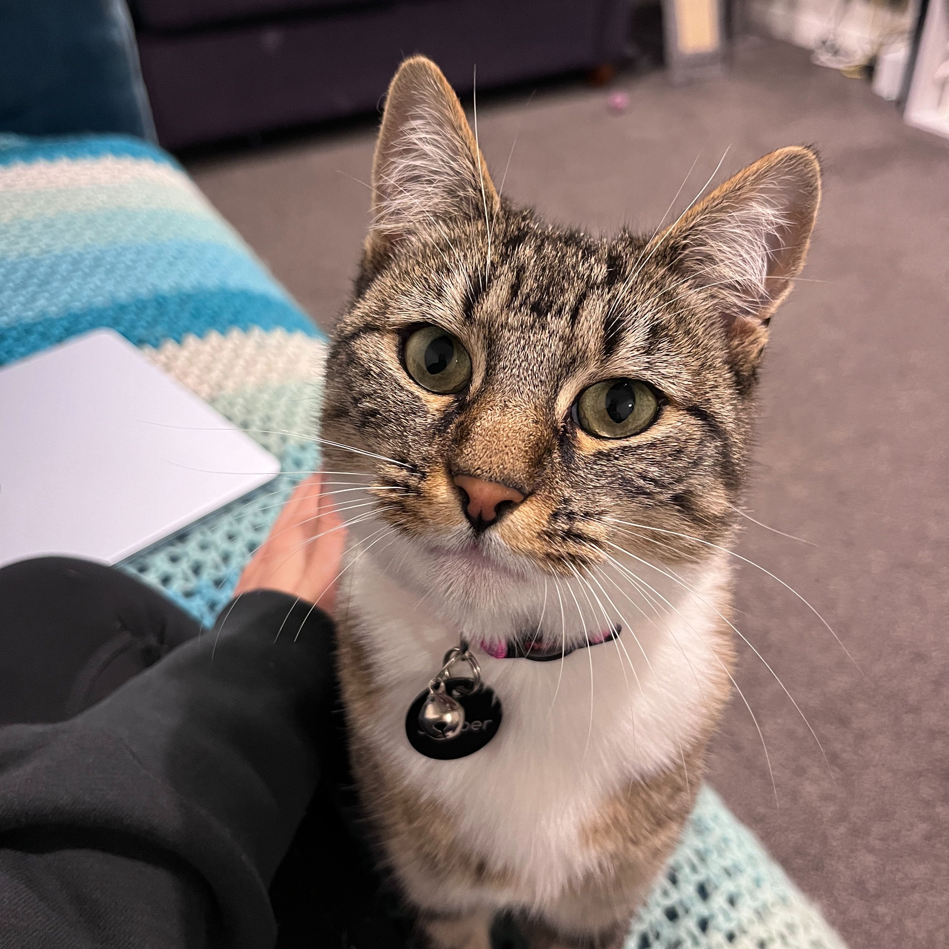 Juniper
