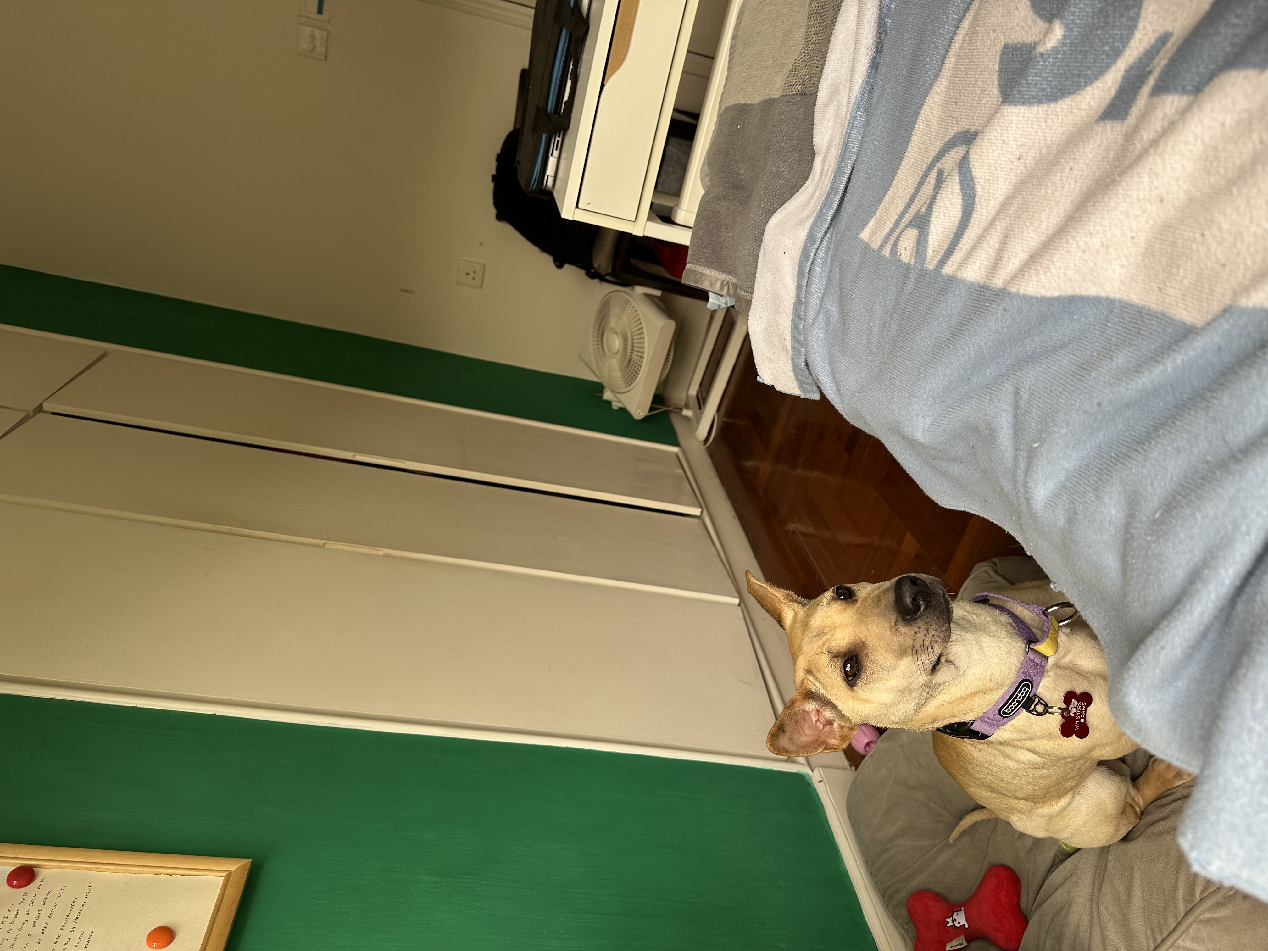 image-4