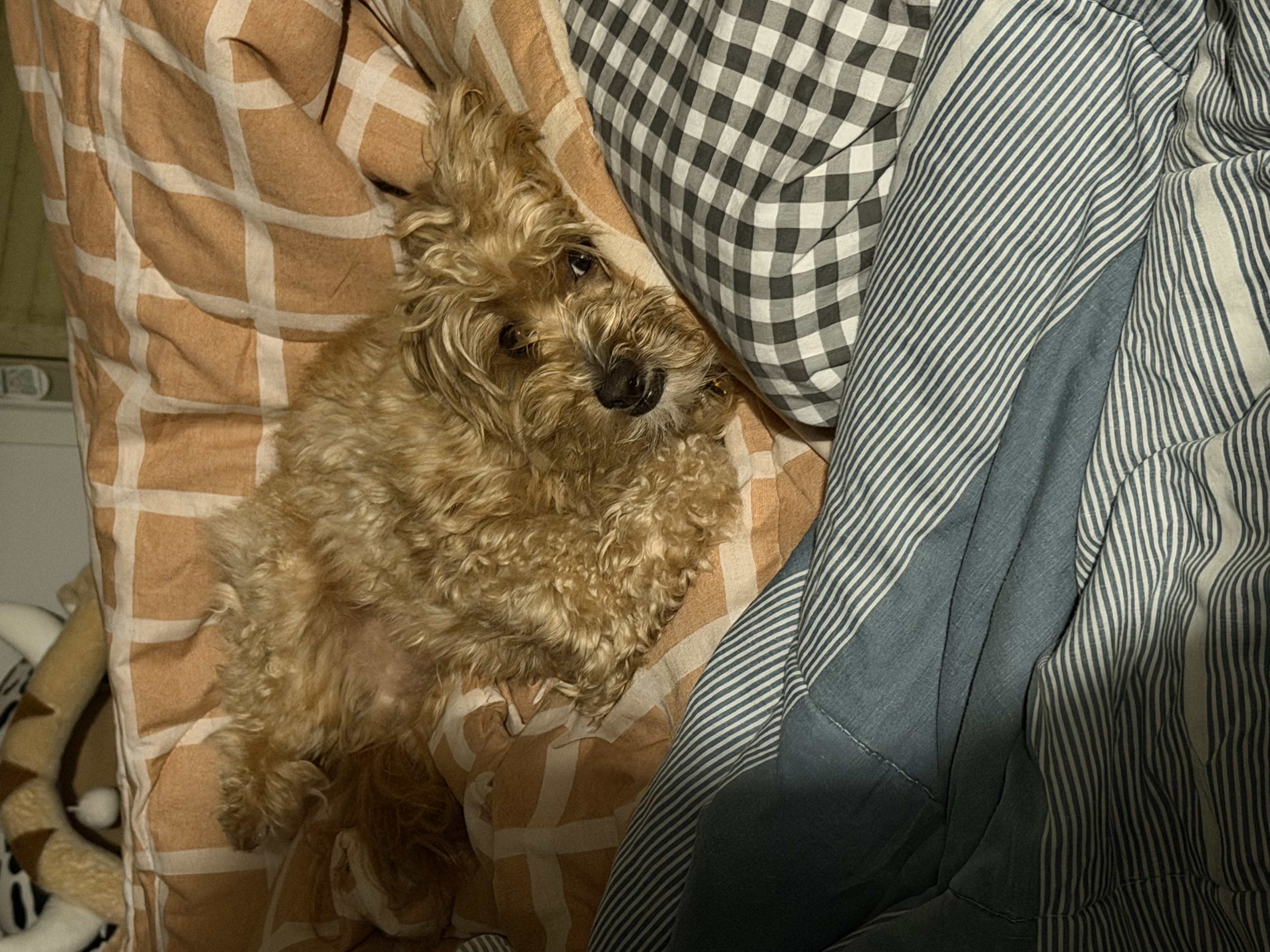 image-6