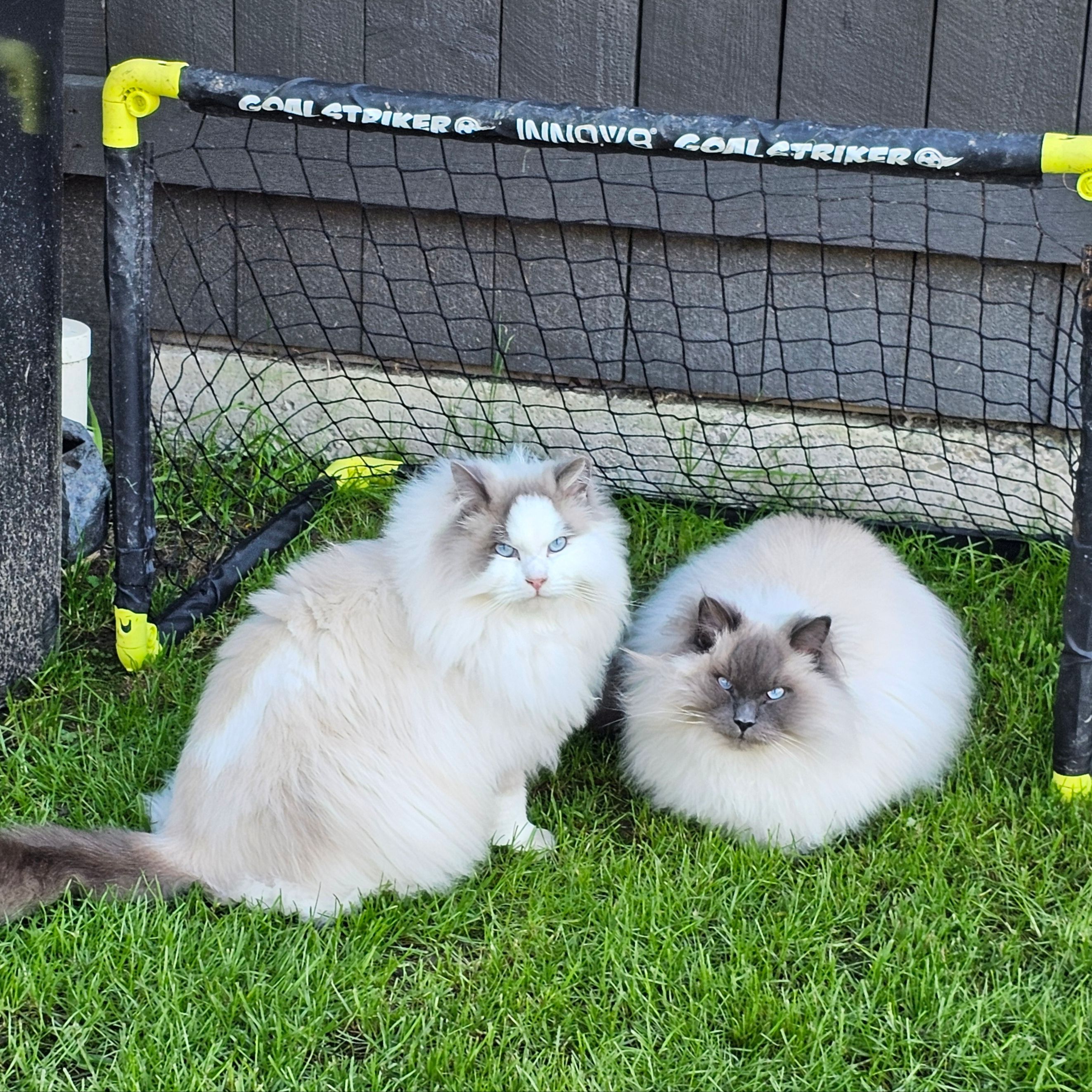 Peeta & Uno