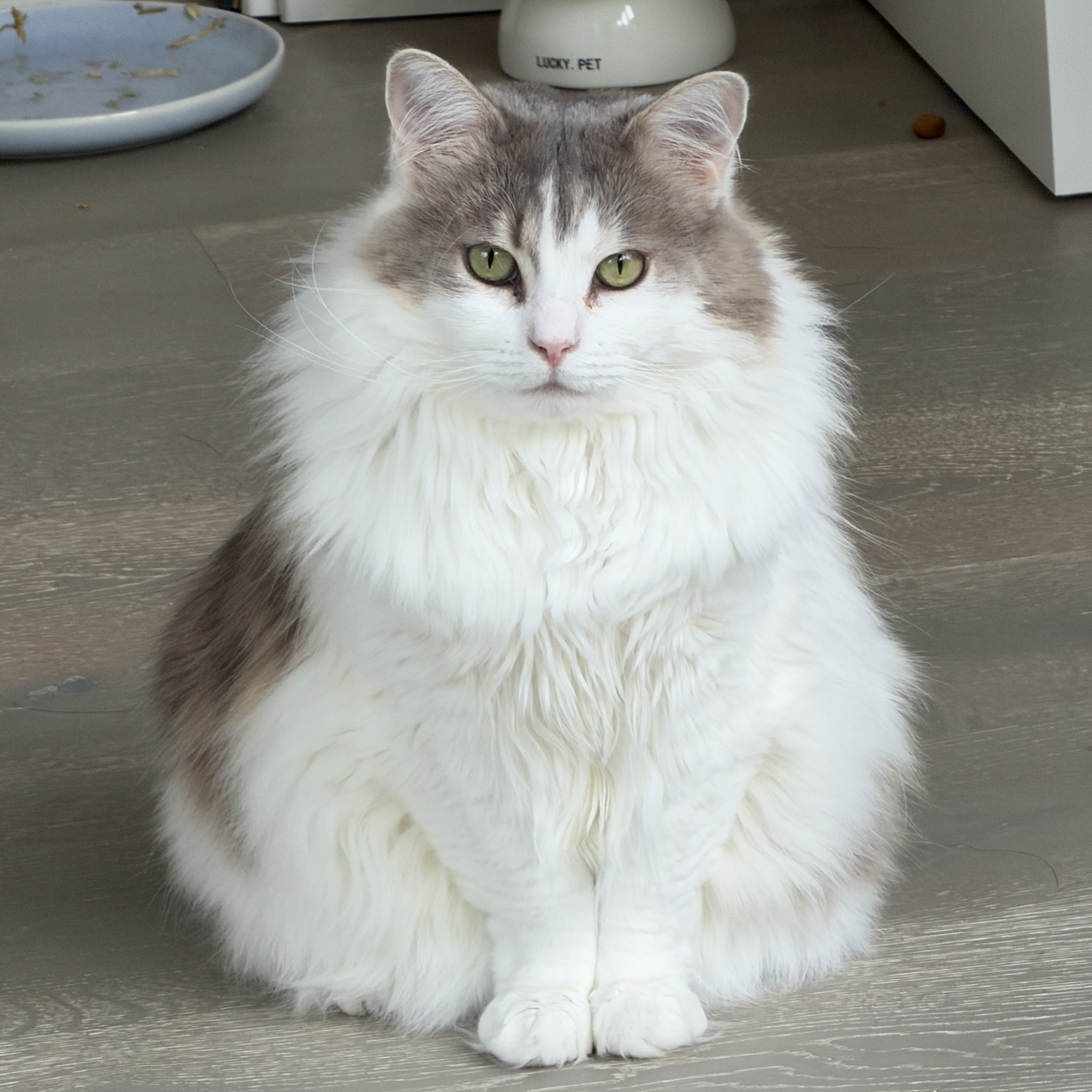 Gnocchi