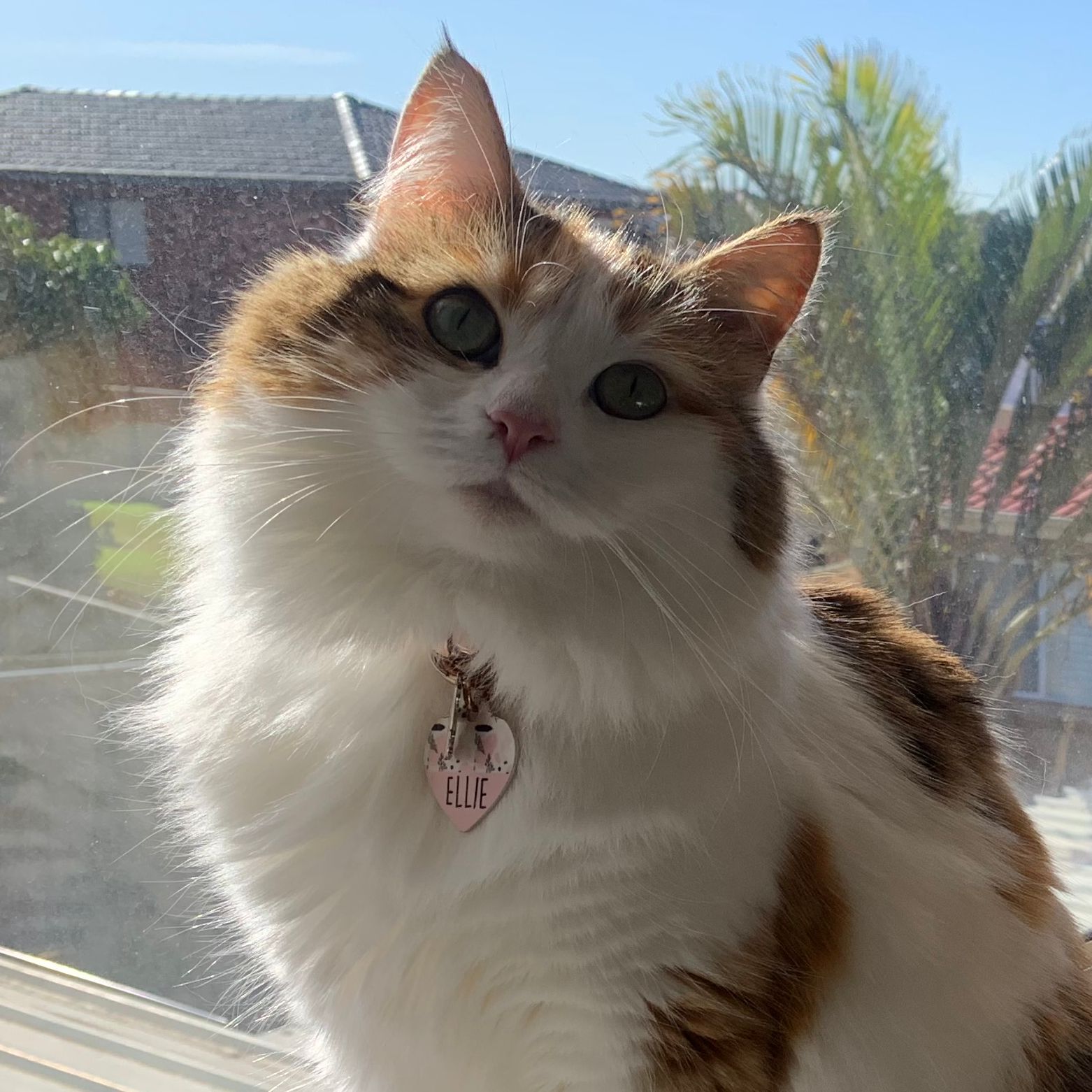 Ellie