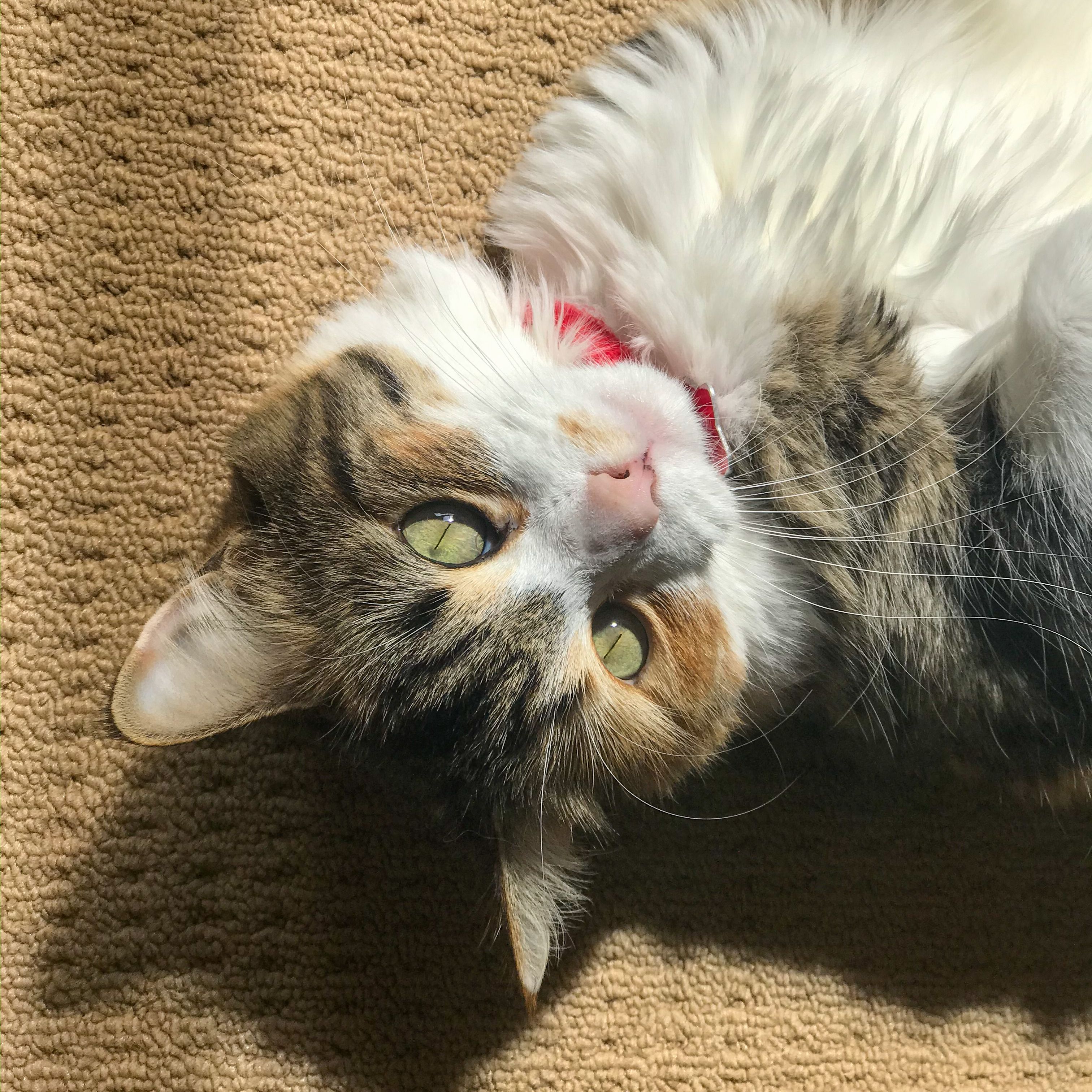 Roxy