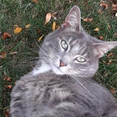 Posie