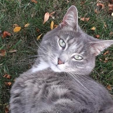 Posie