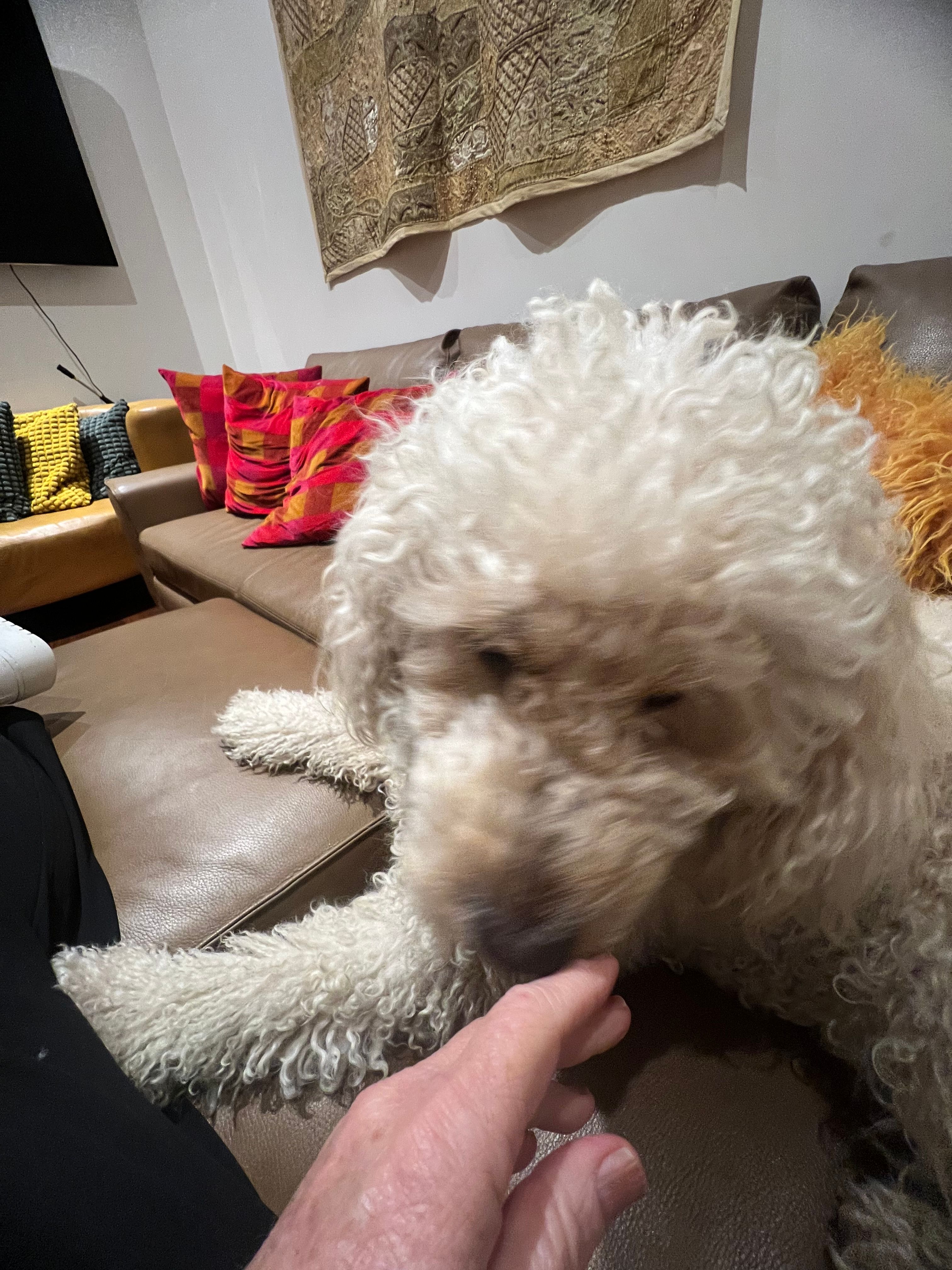 image-12