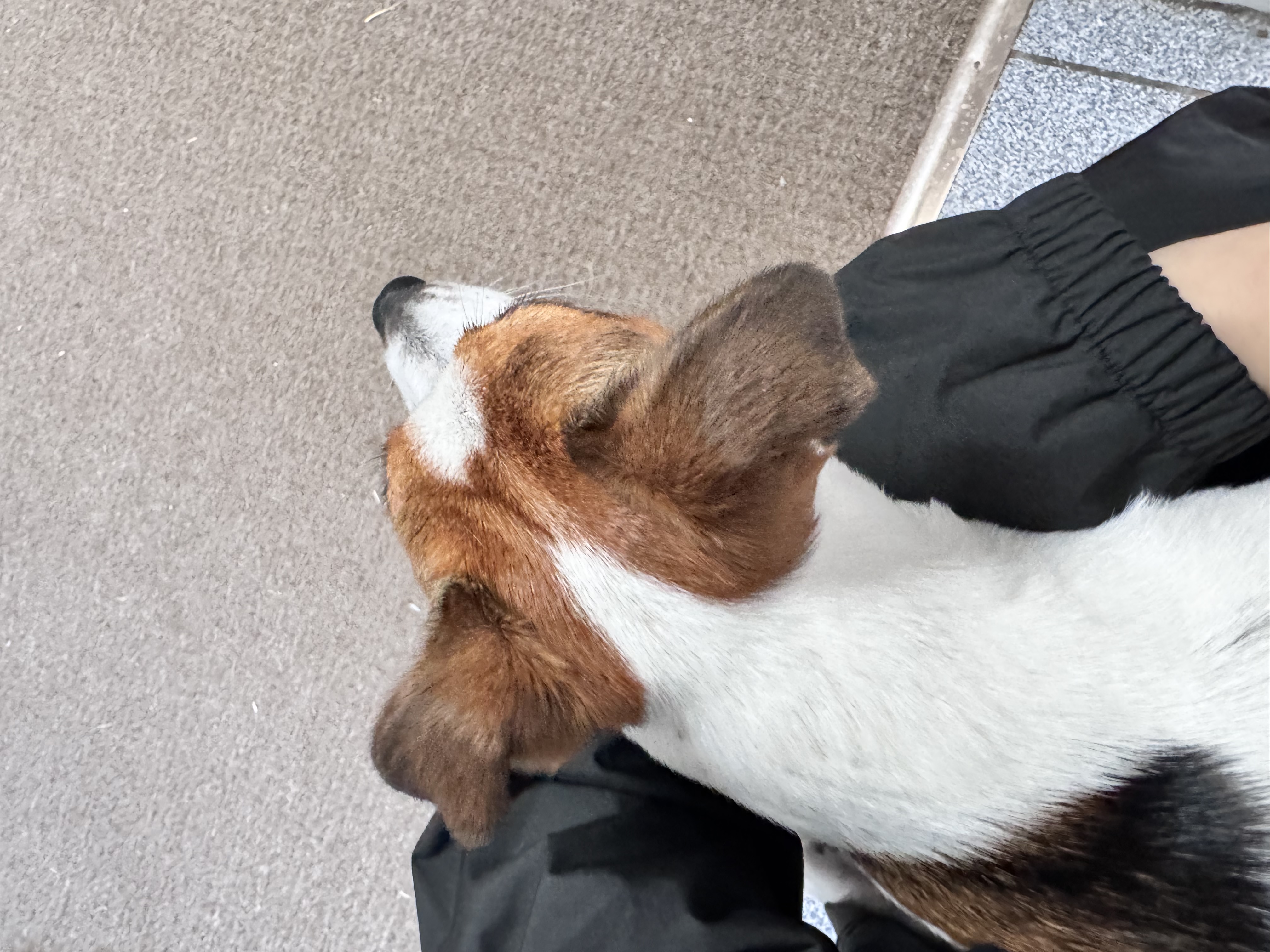 image-7