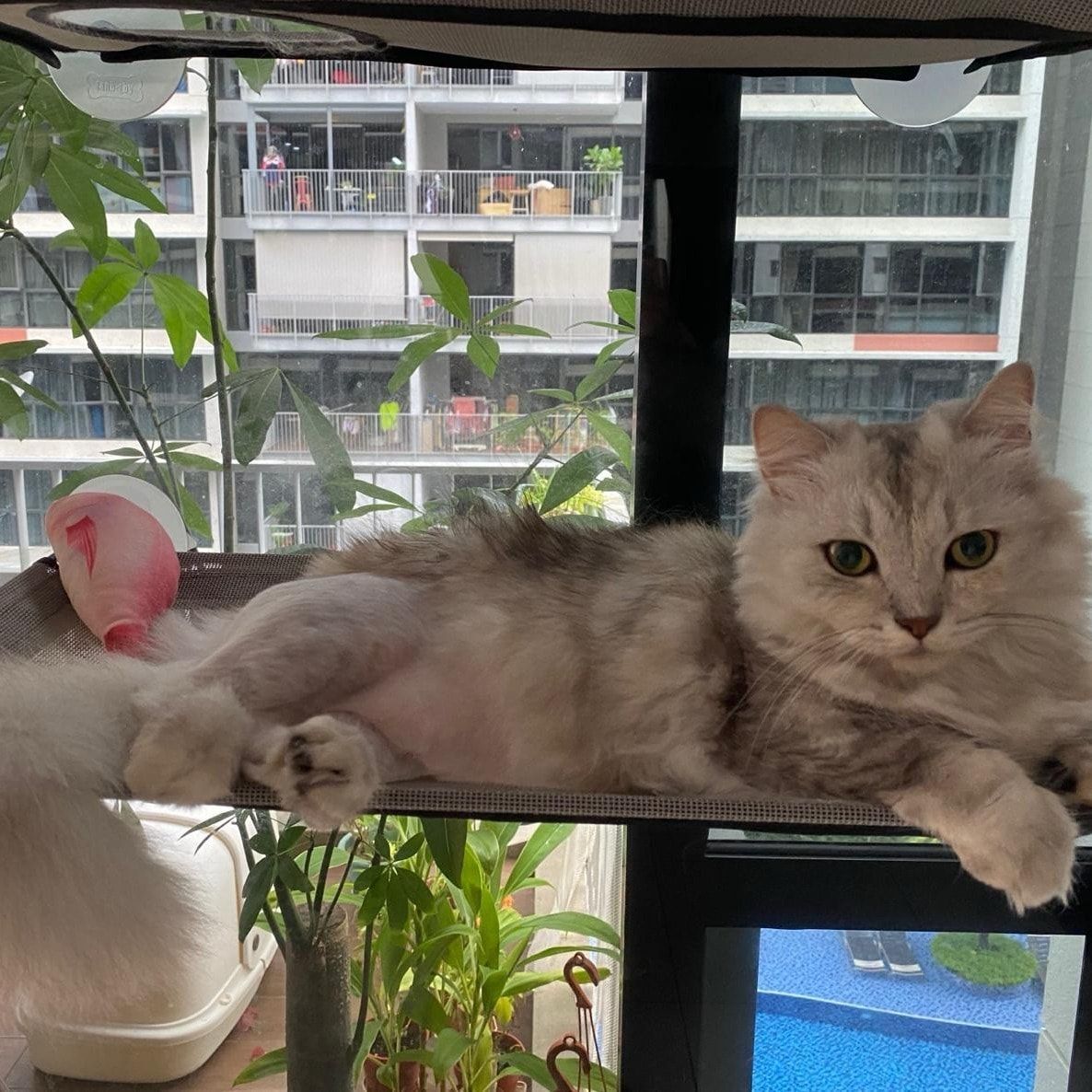 mochi