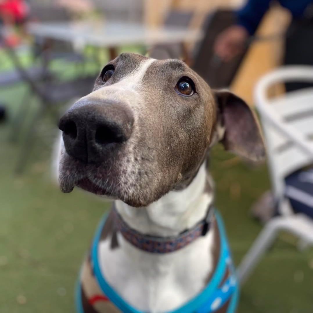 Bella