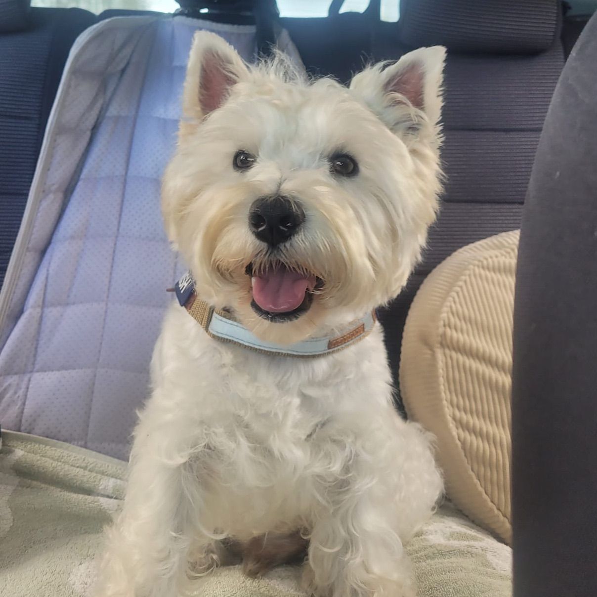 Hamish