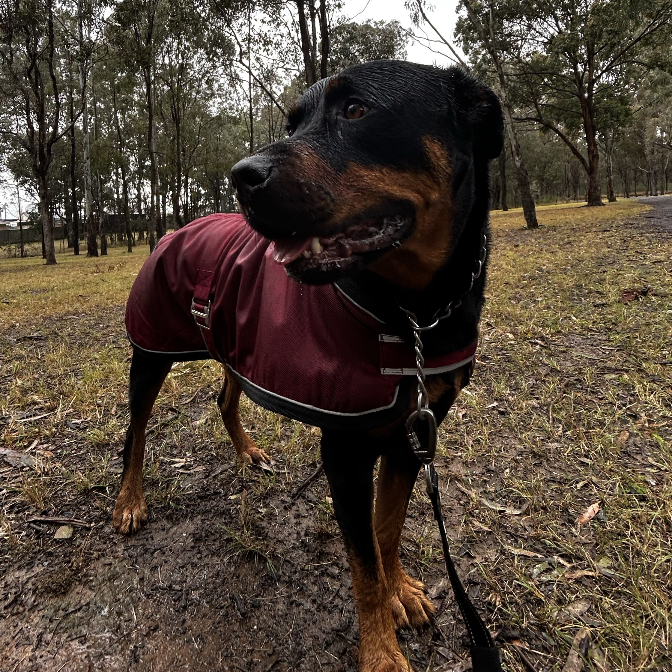 Diesel
