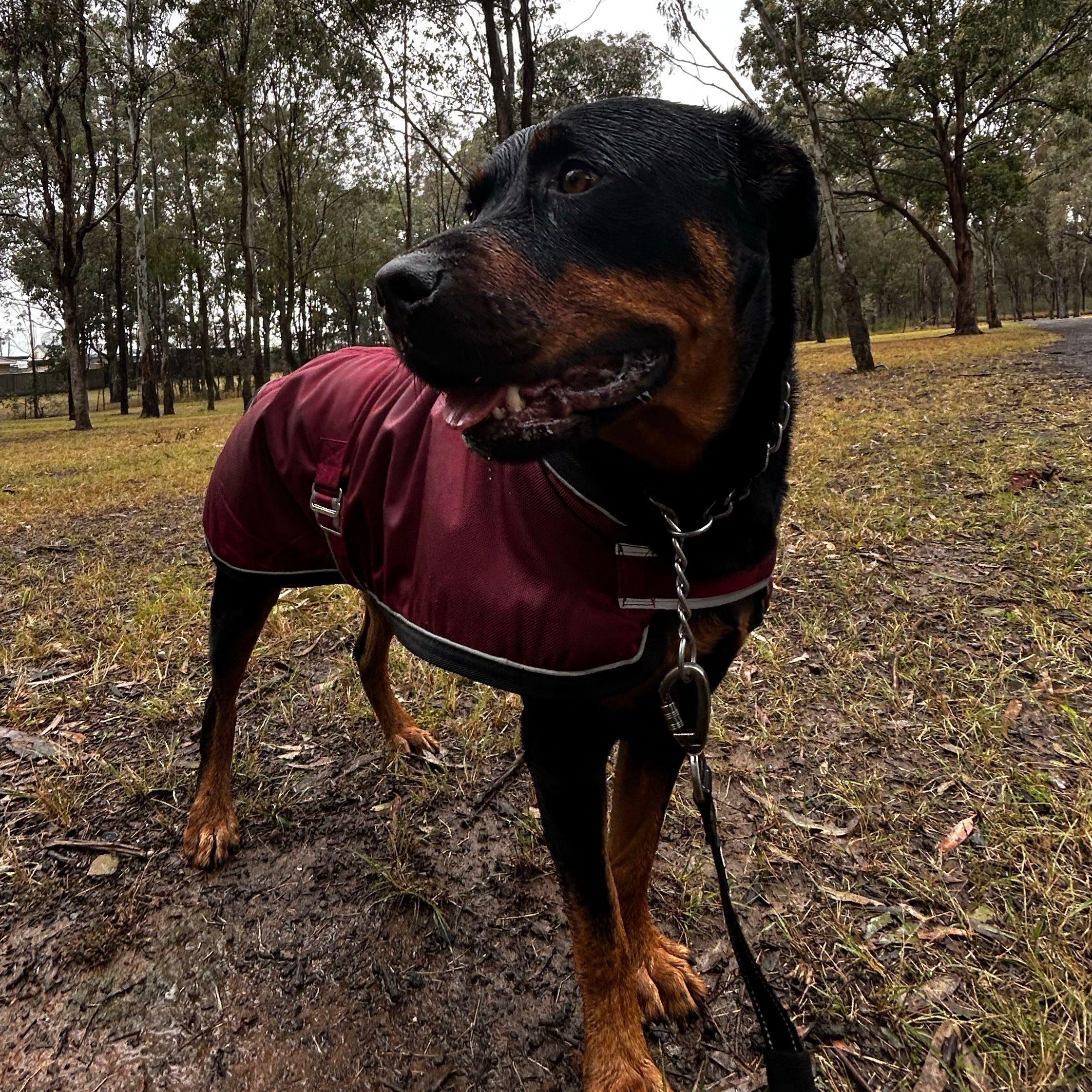 Diesel