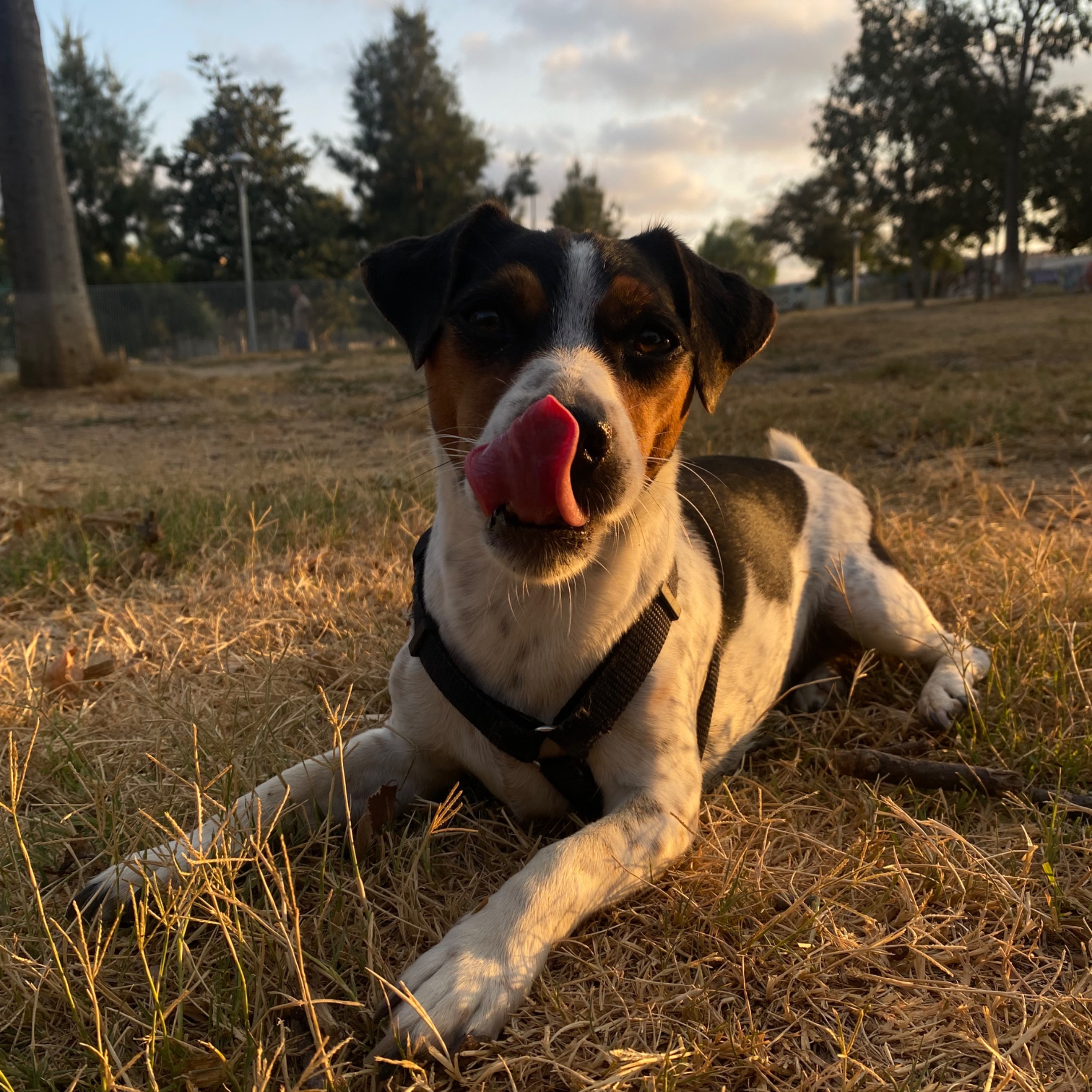 Nala