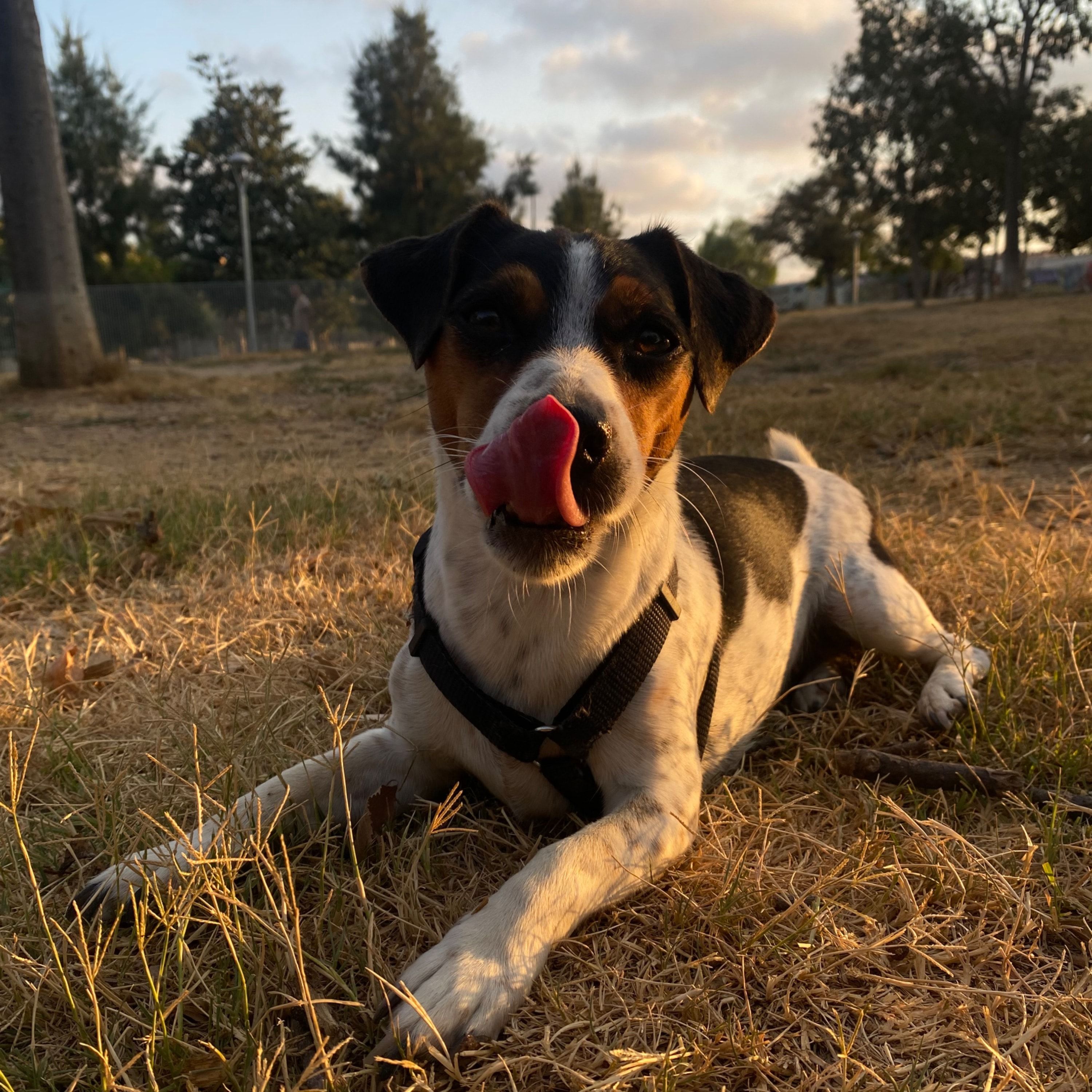Nala