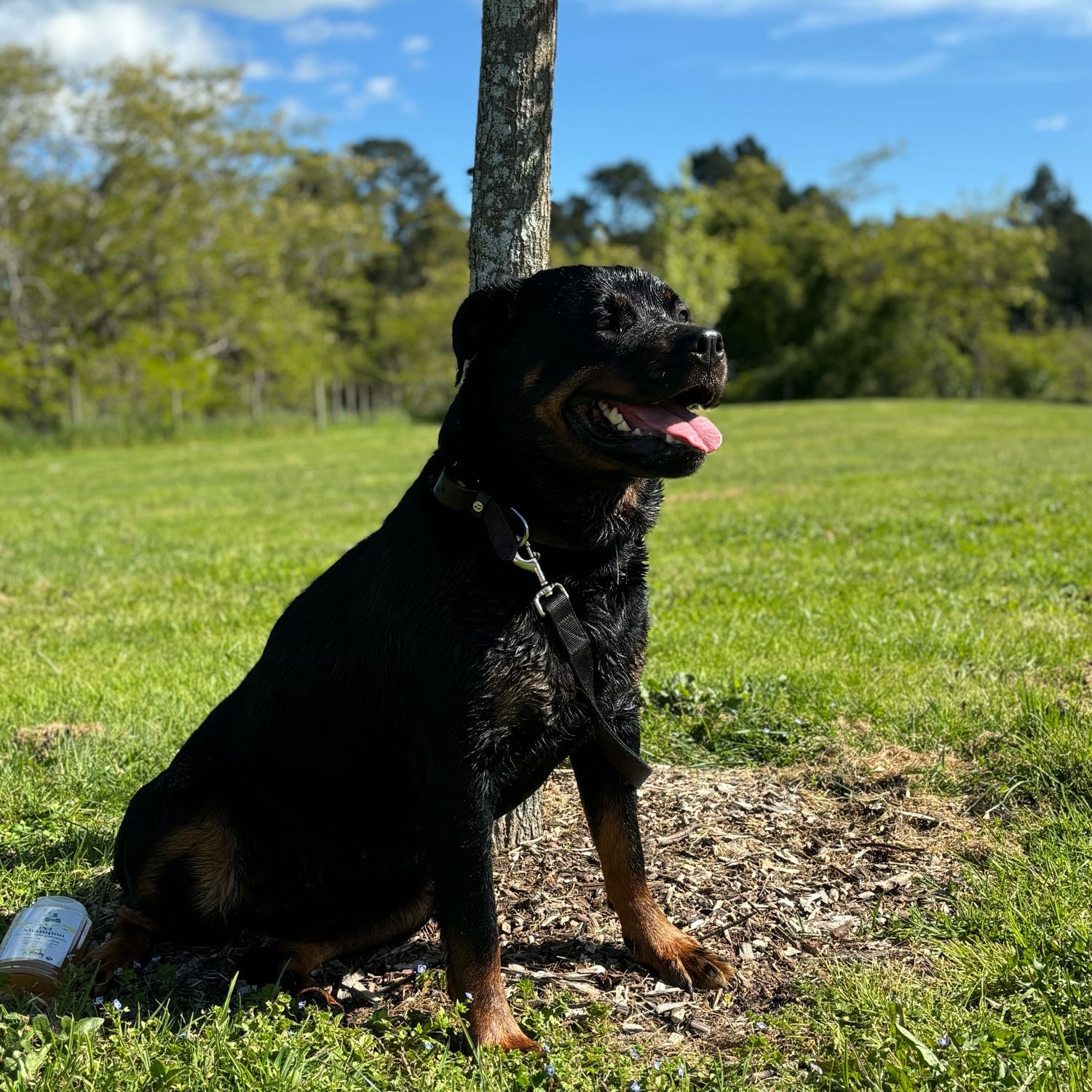 Georgie 