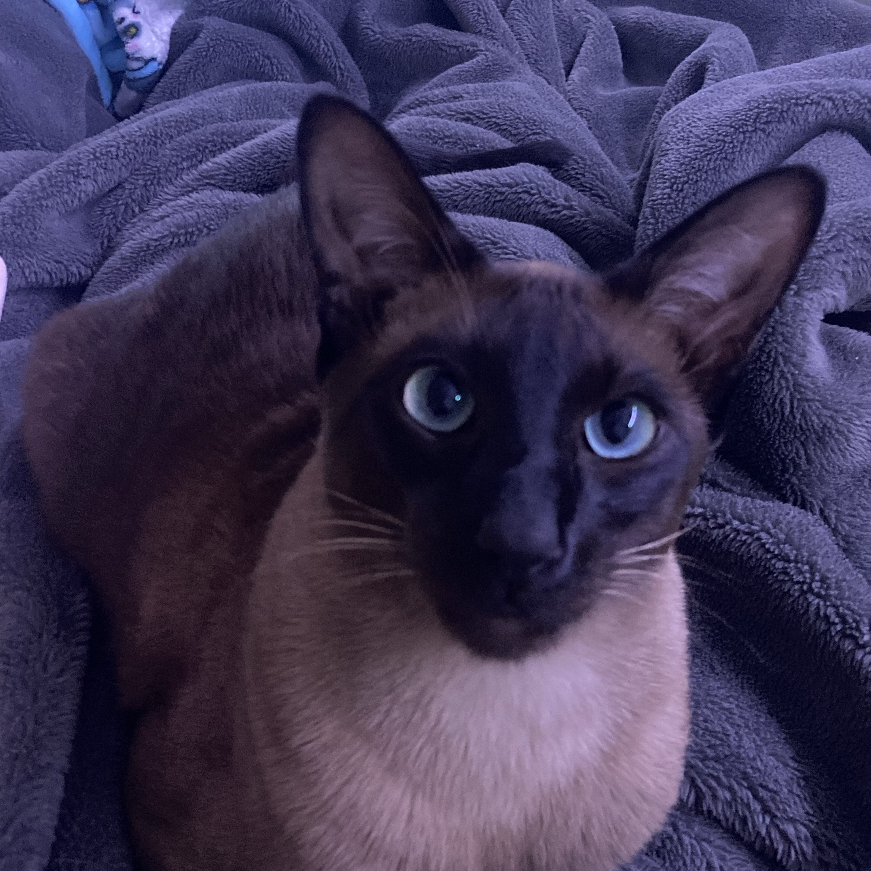 Miso