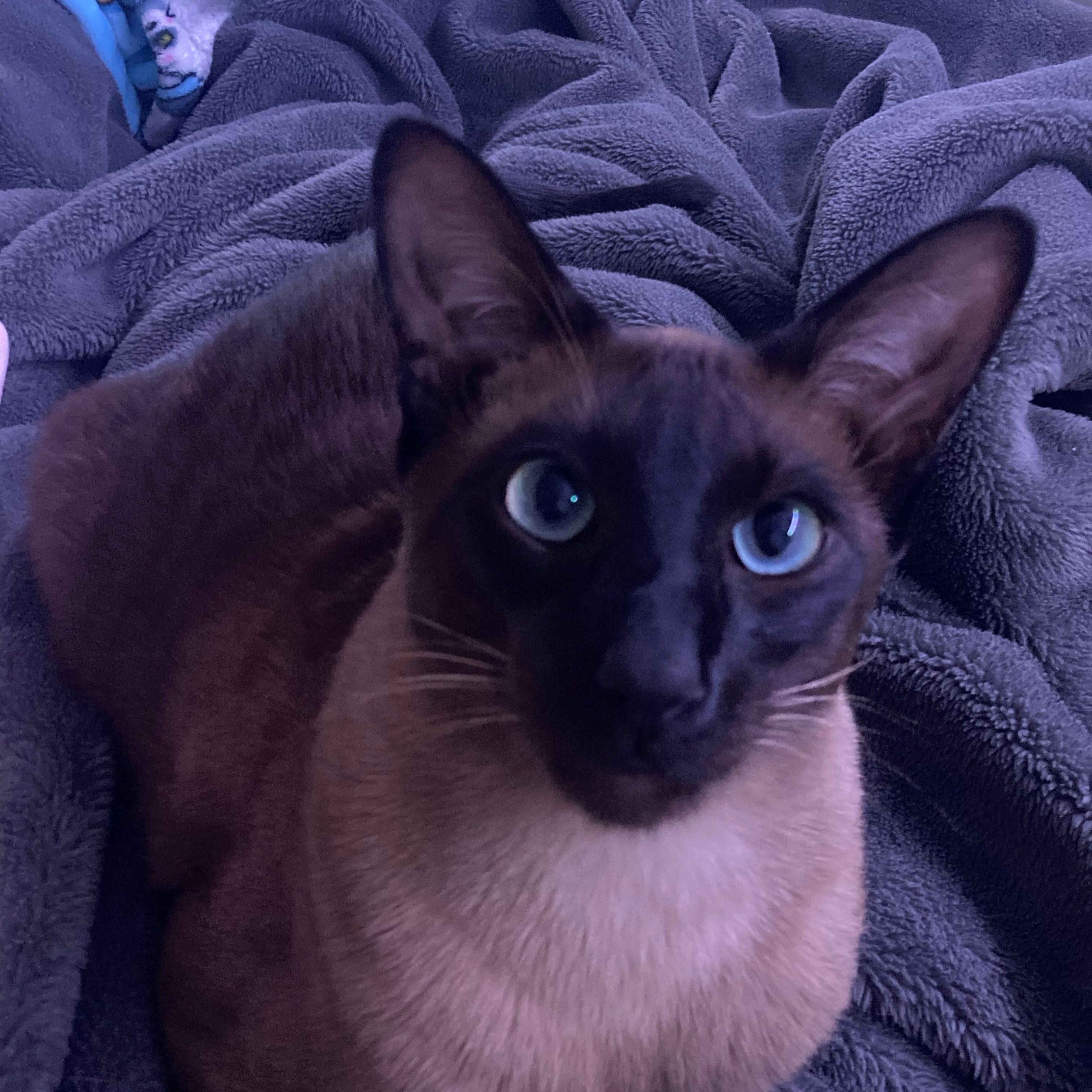 Miso