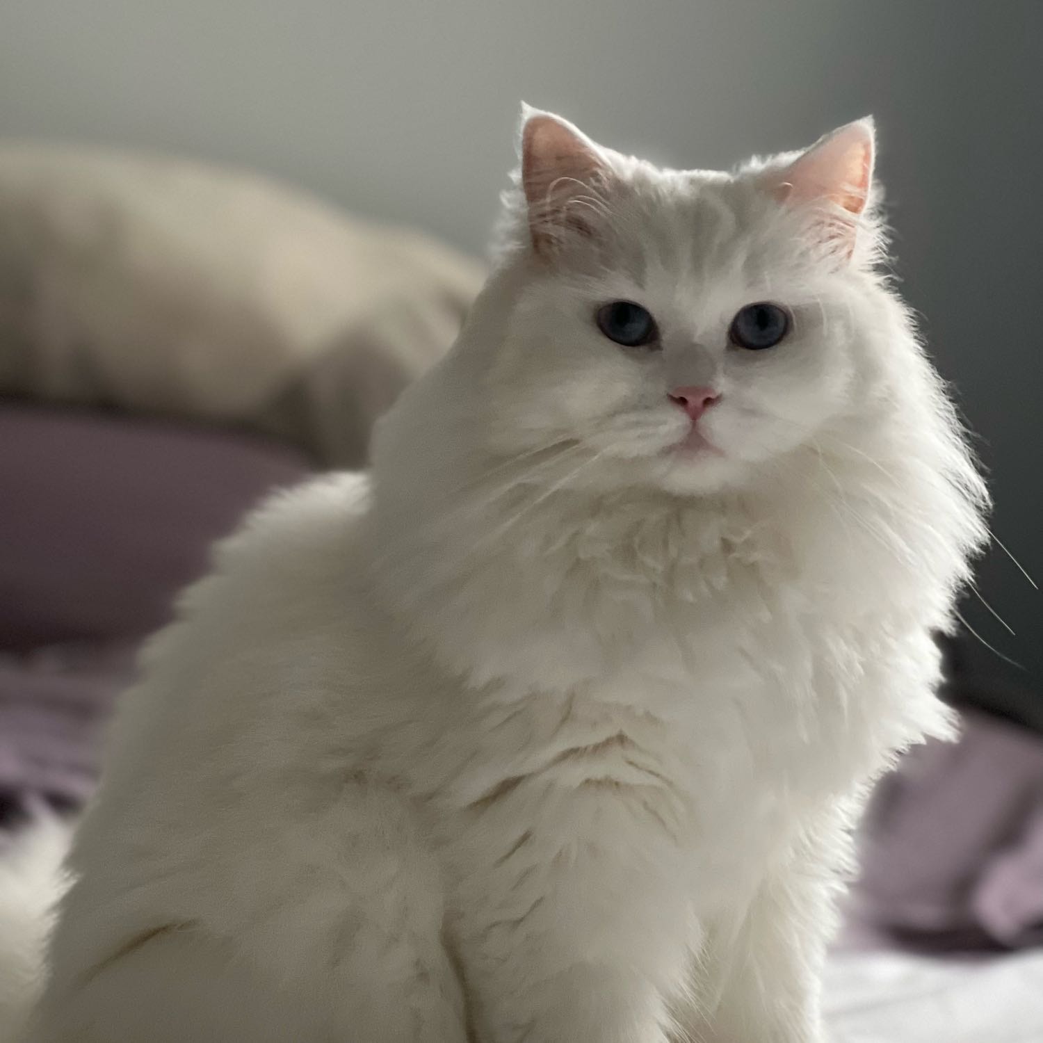 Moxie