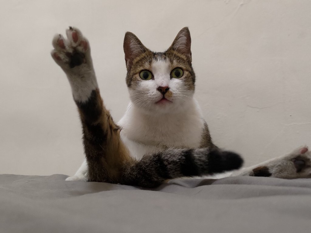 Beans 
