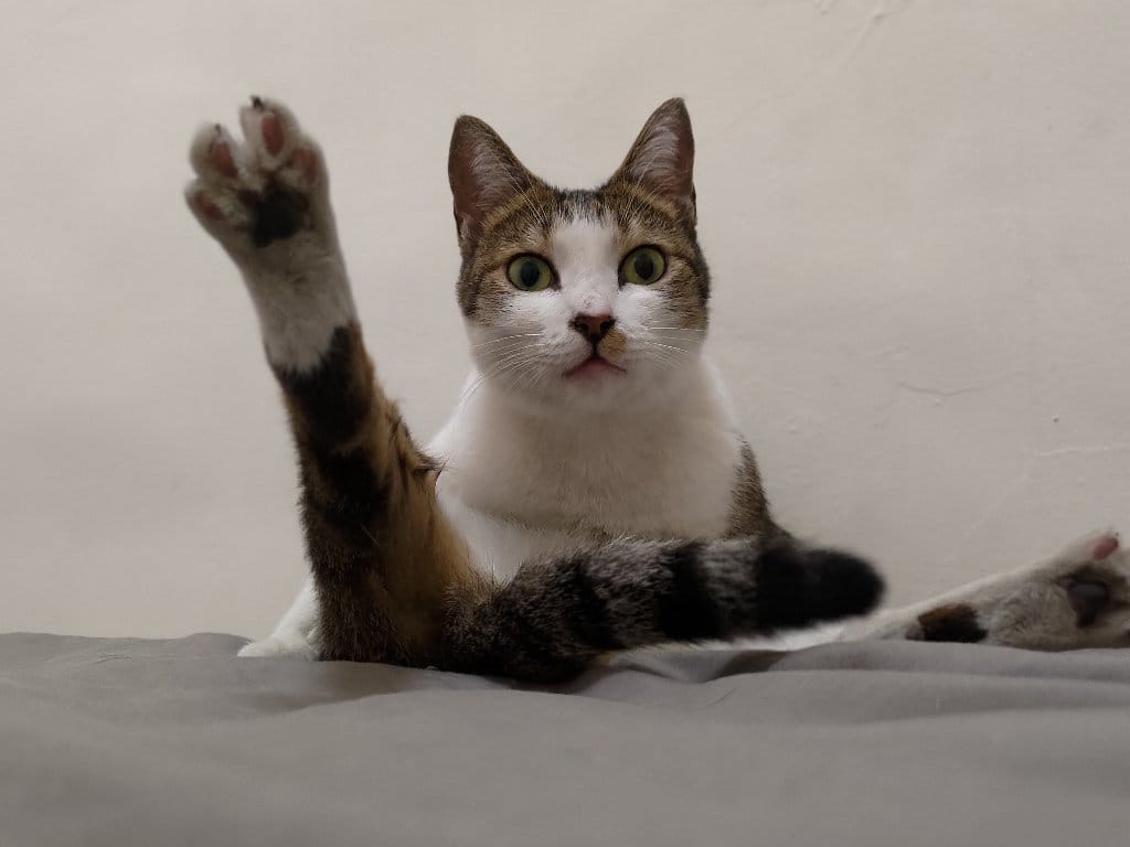 Beans