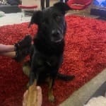 Loki 4 yo playful