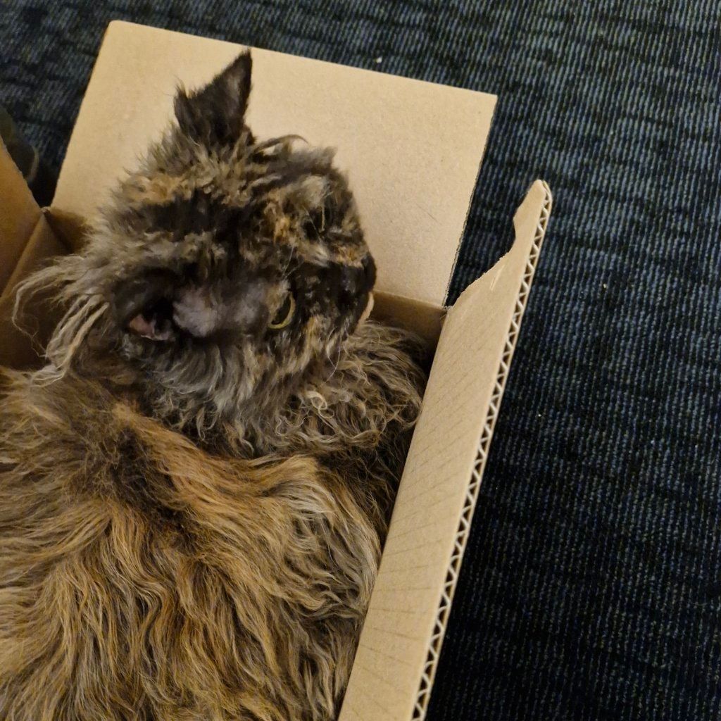 Kitty