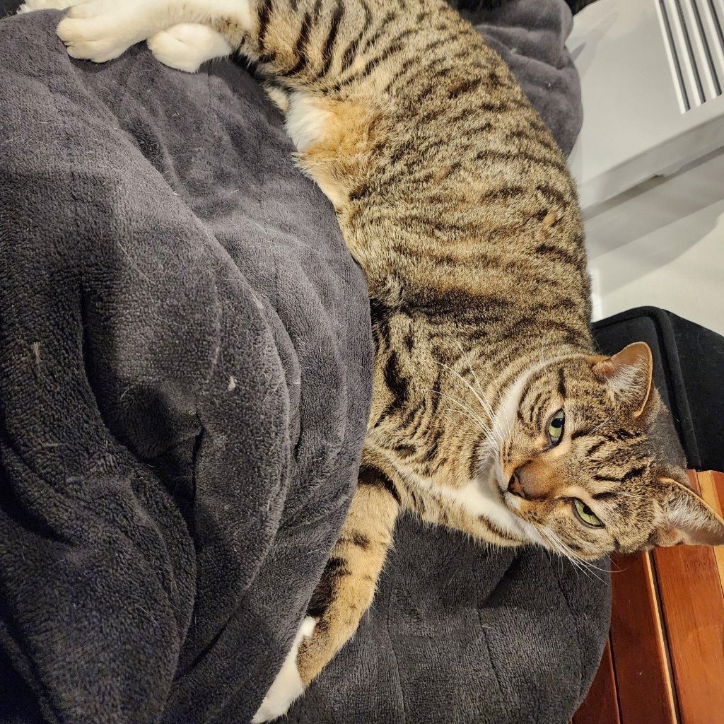 Kovu