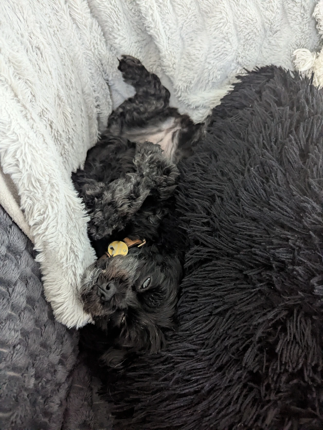 image-7