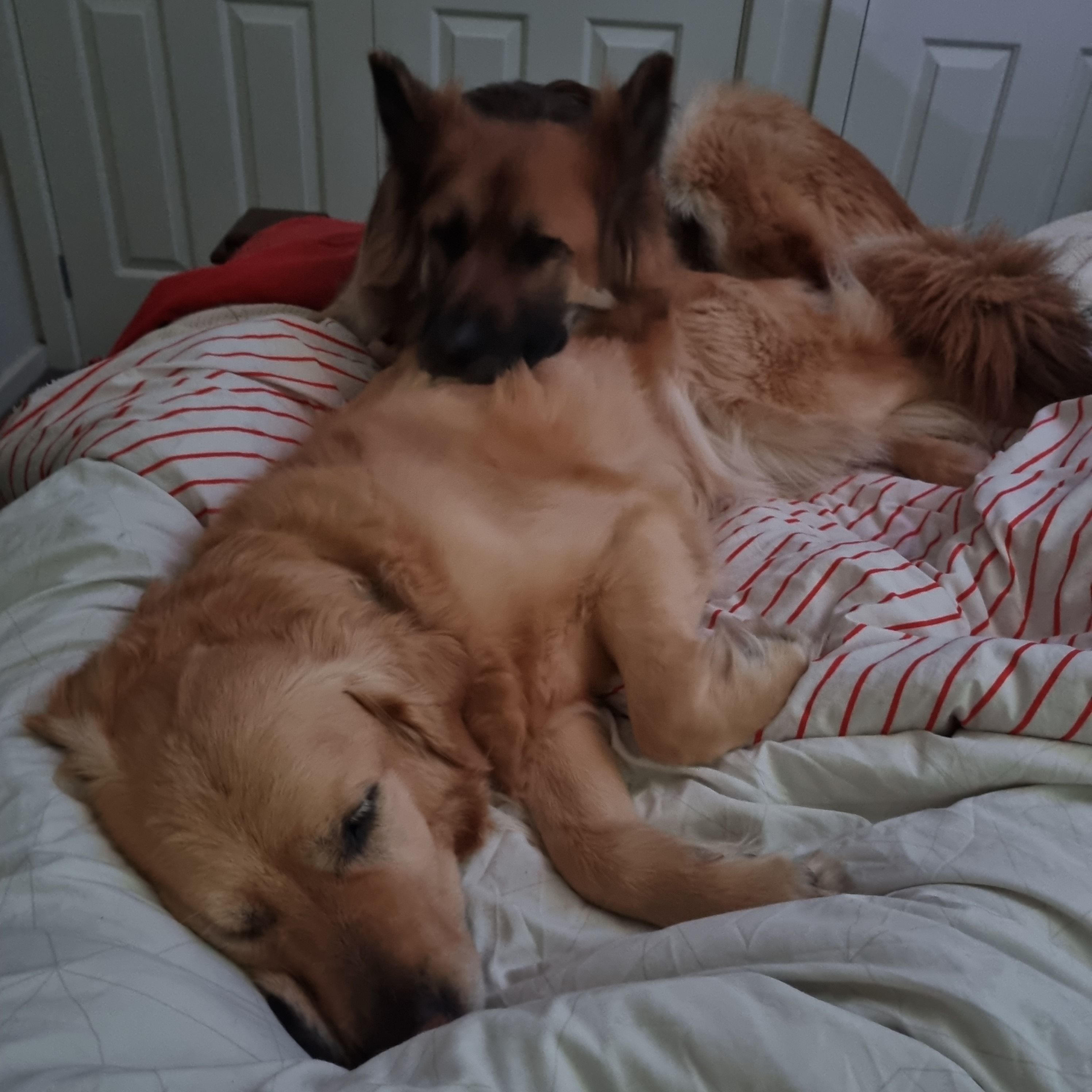 image-7