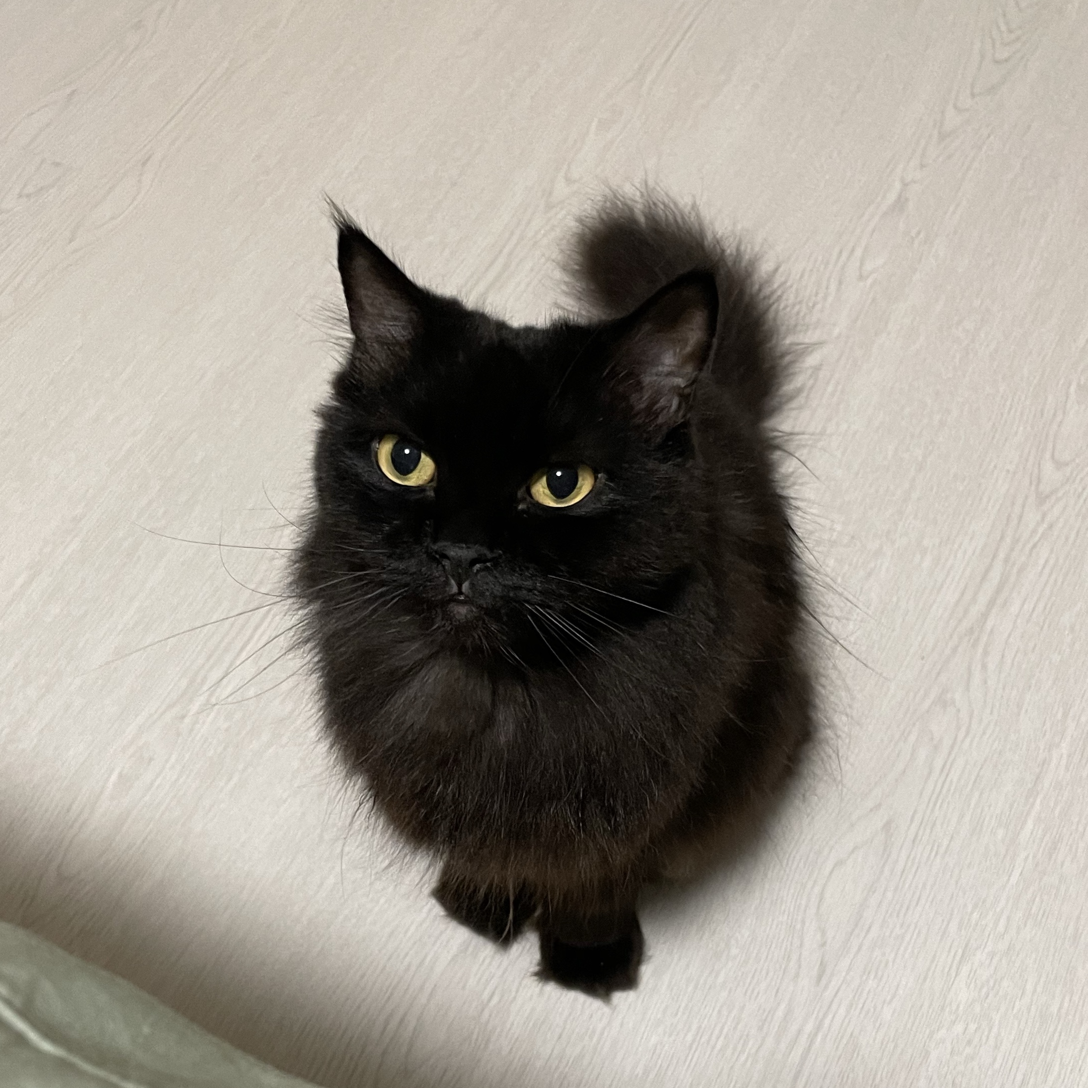 Kuro