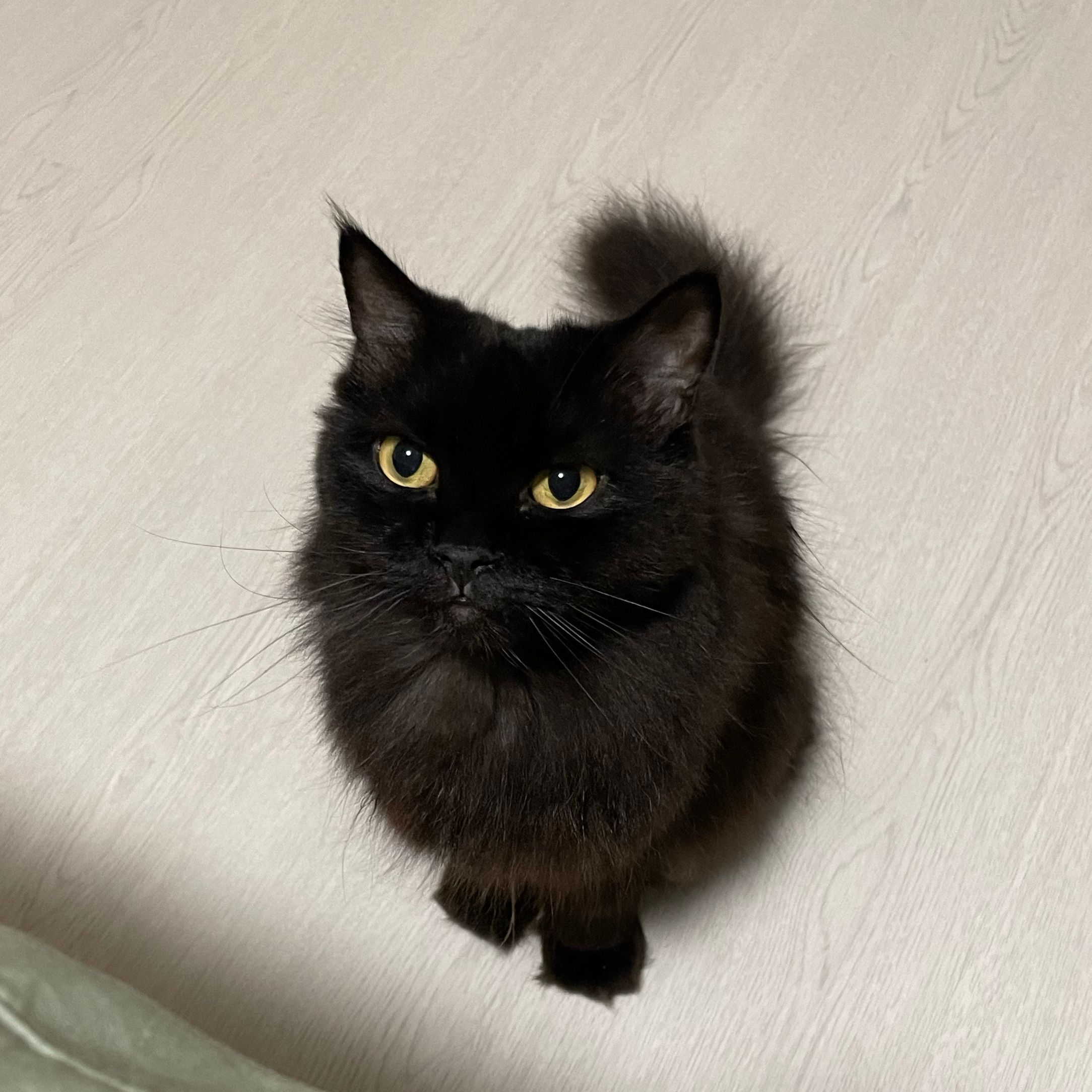 Kuro
