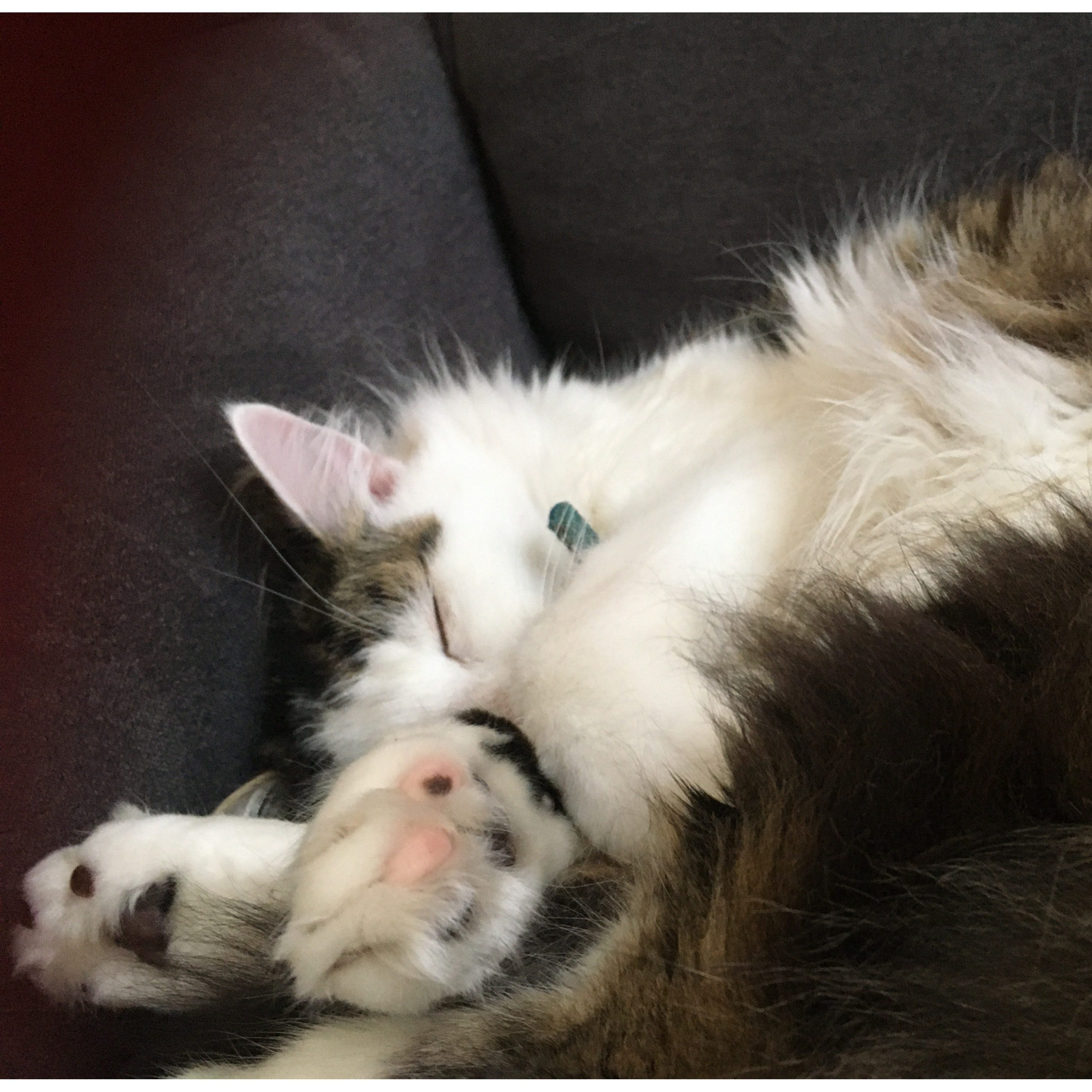 Mittens