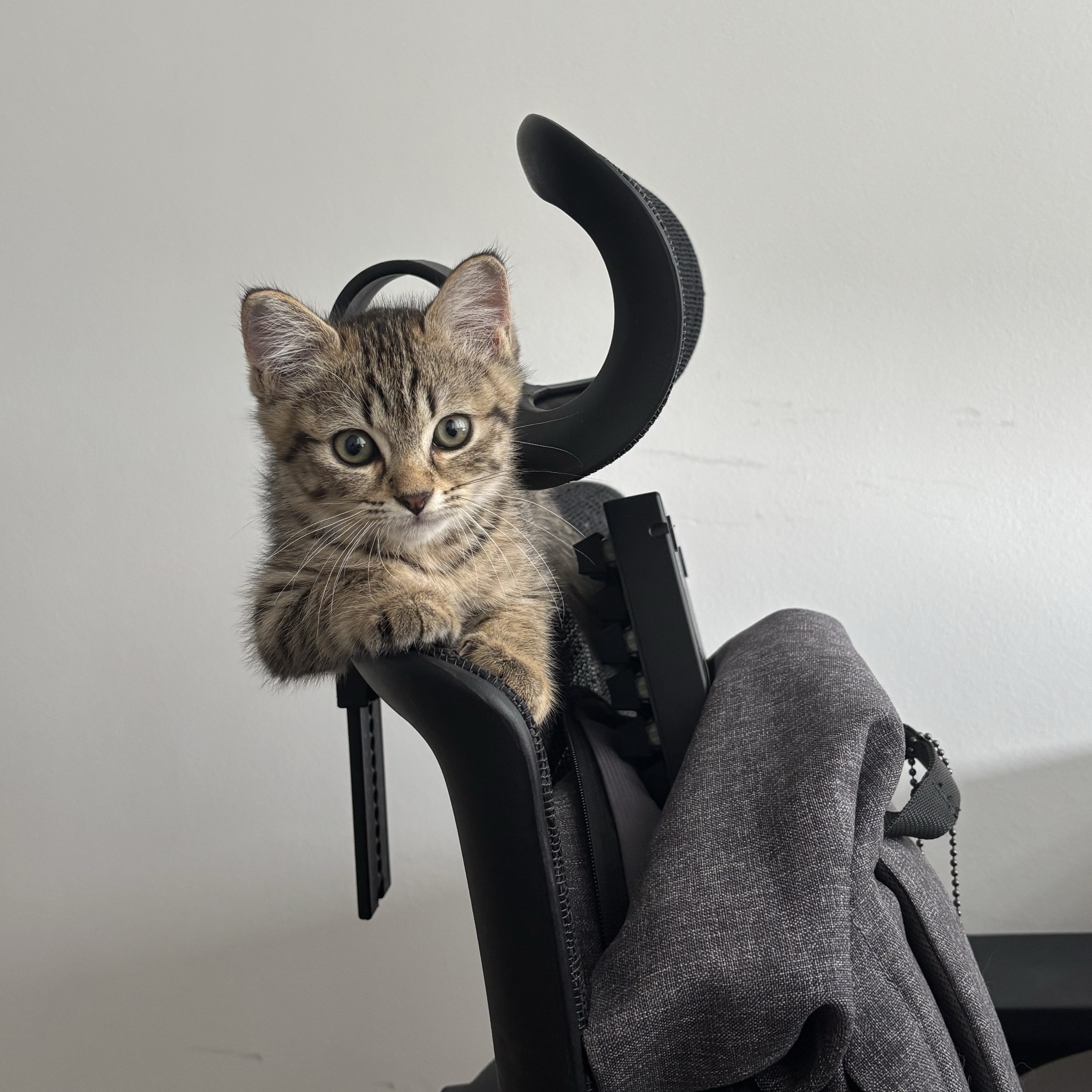 Zeri