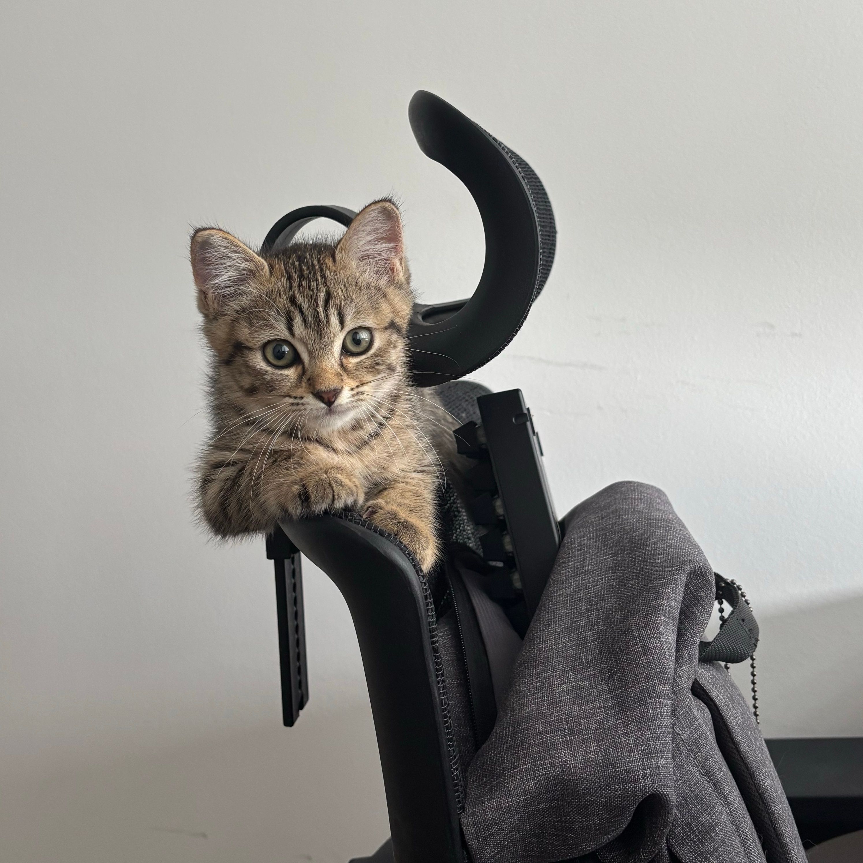 Zeri