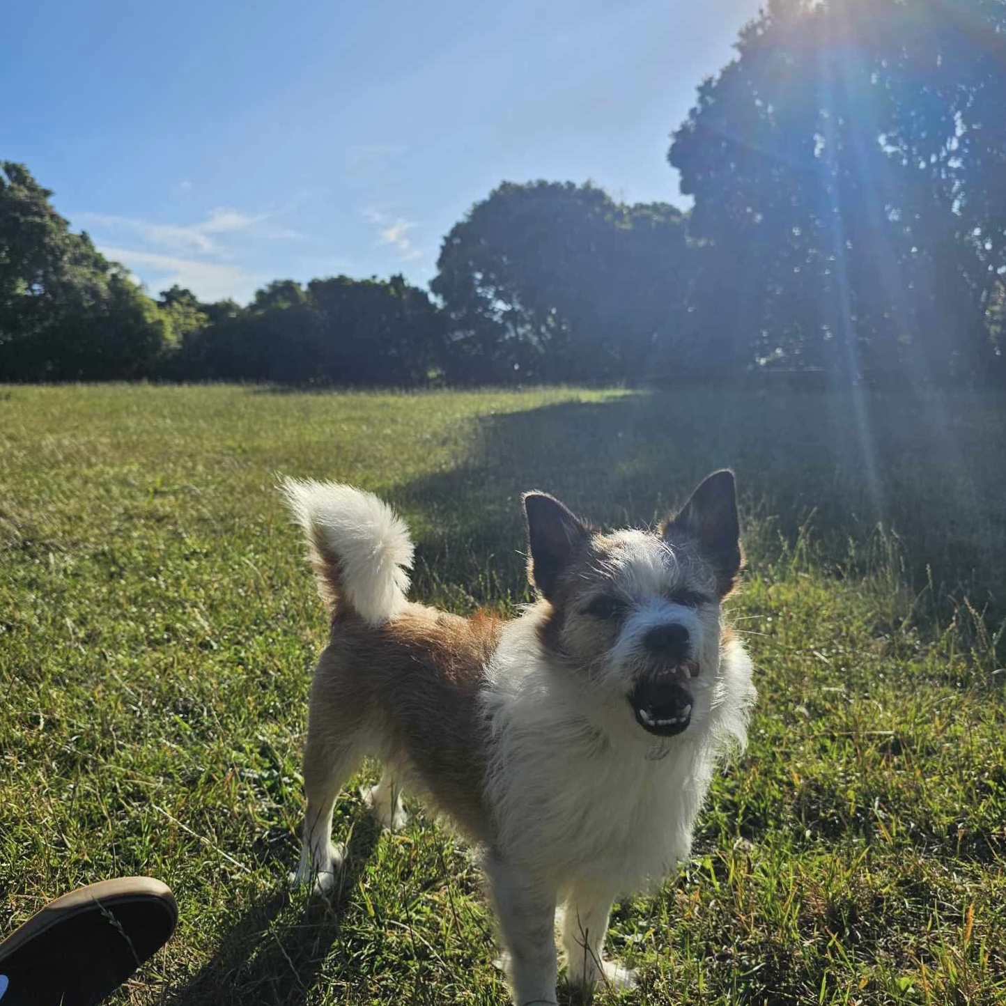 Rangi