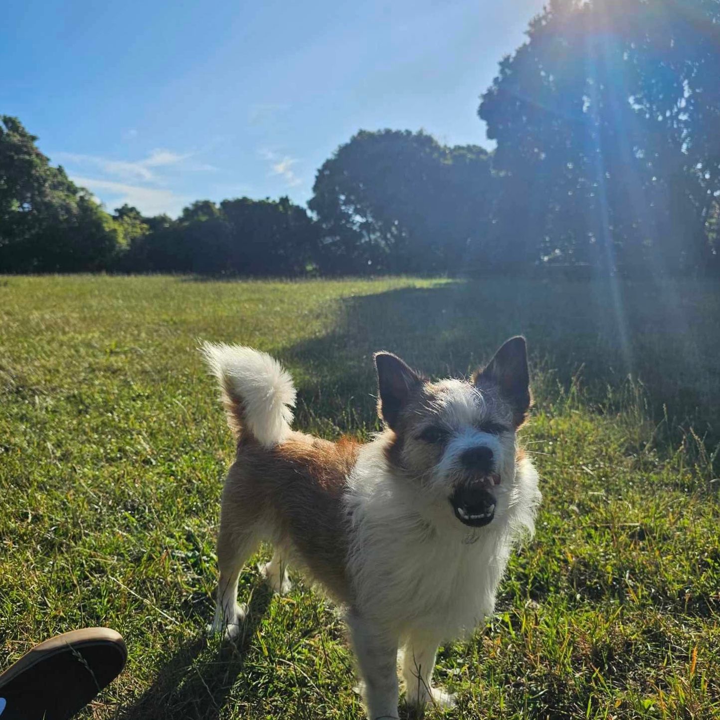 Rangi