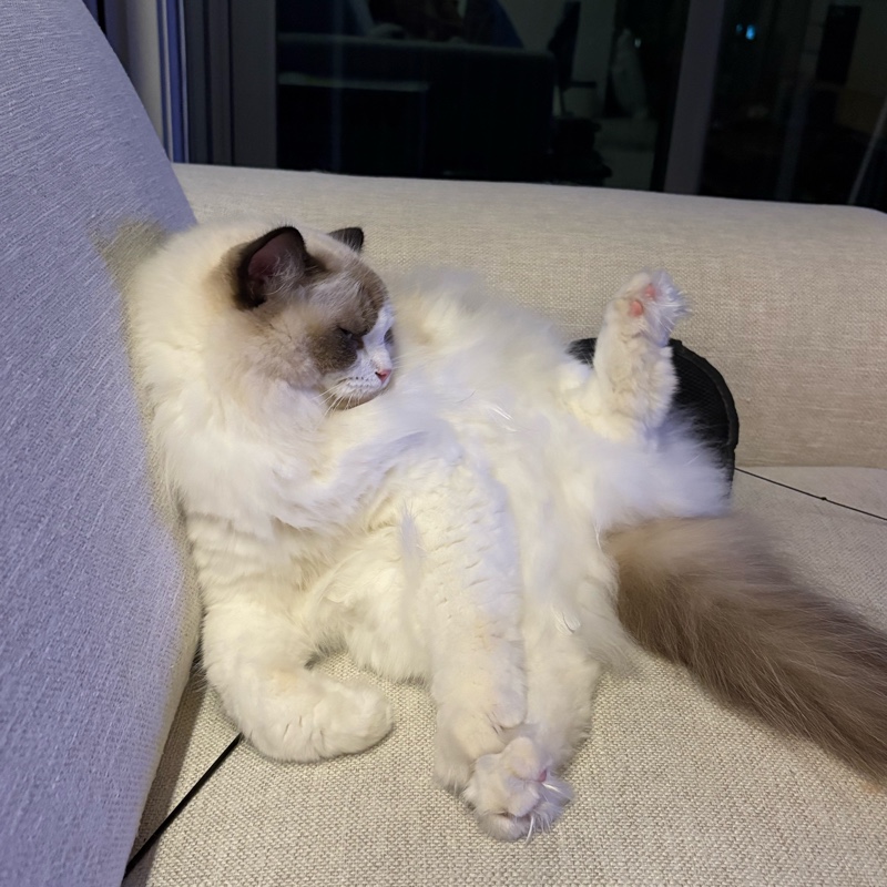 Melody
