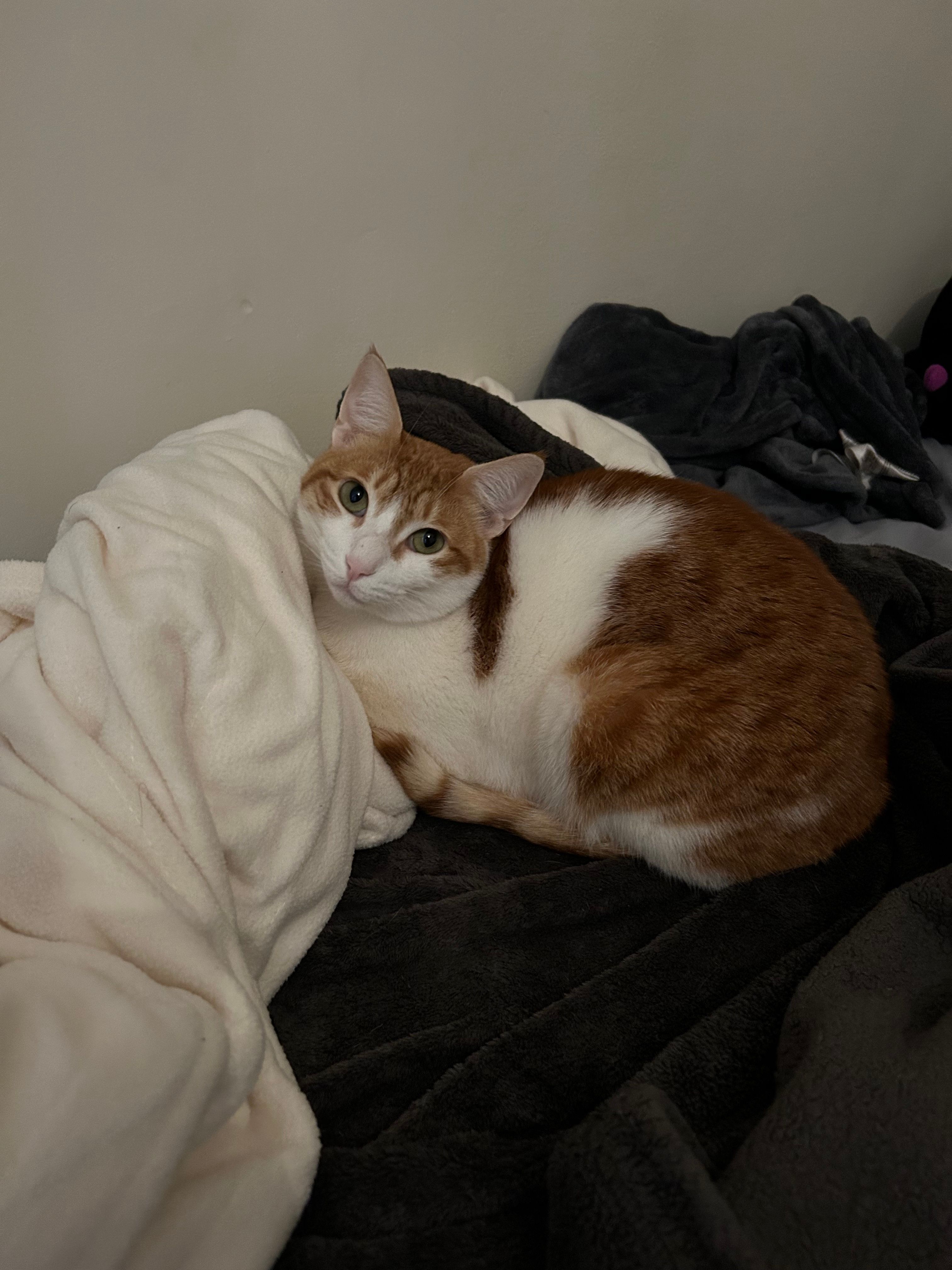 image-8