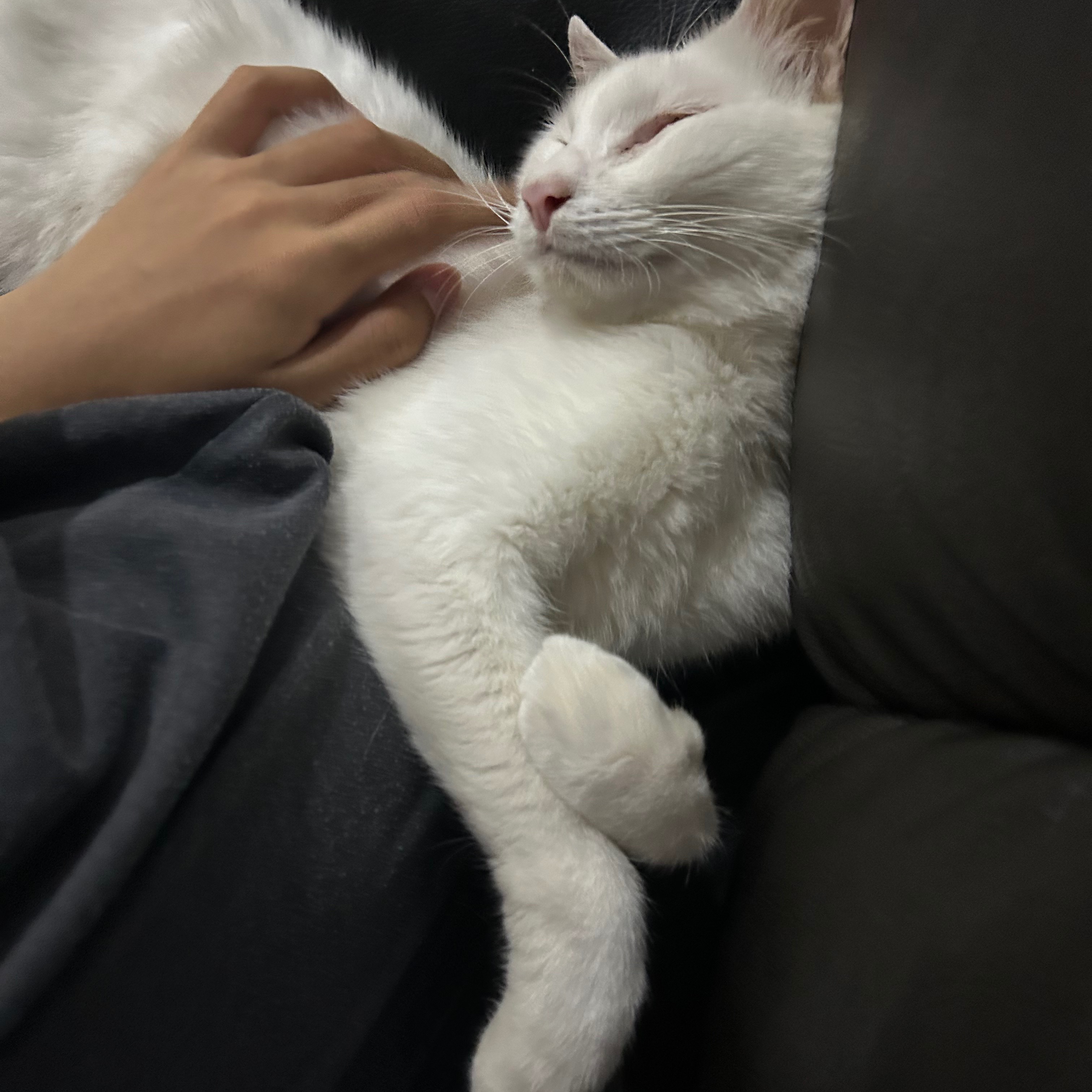 putih