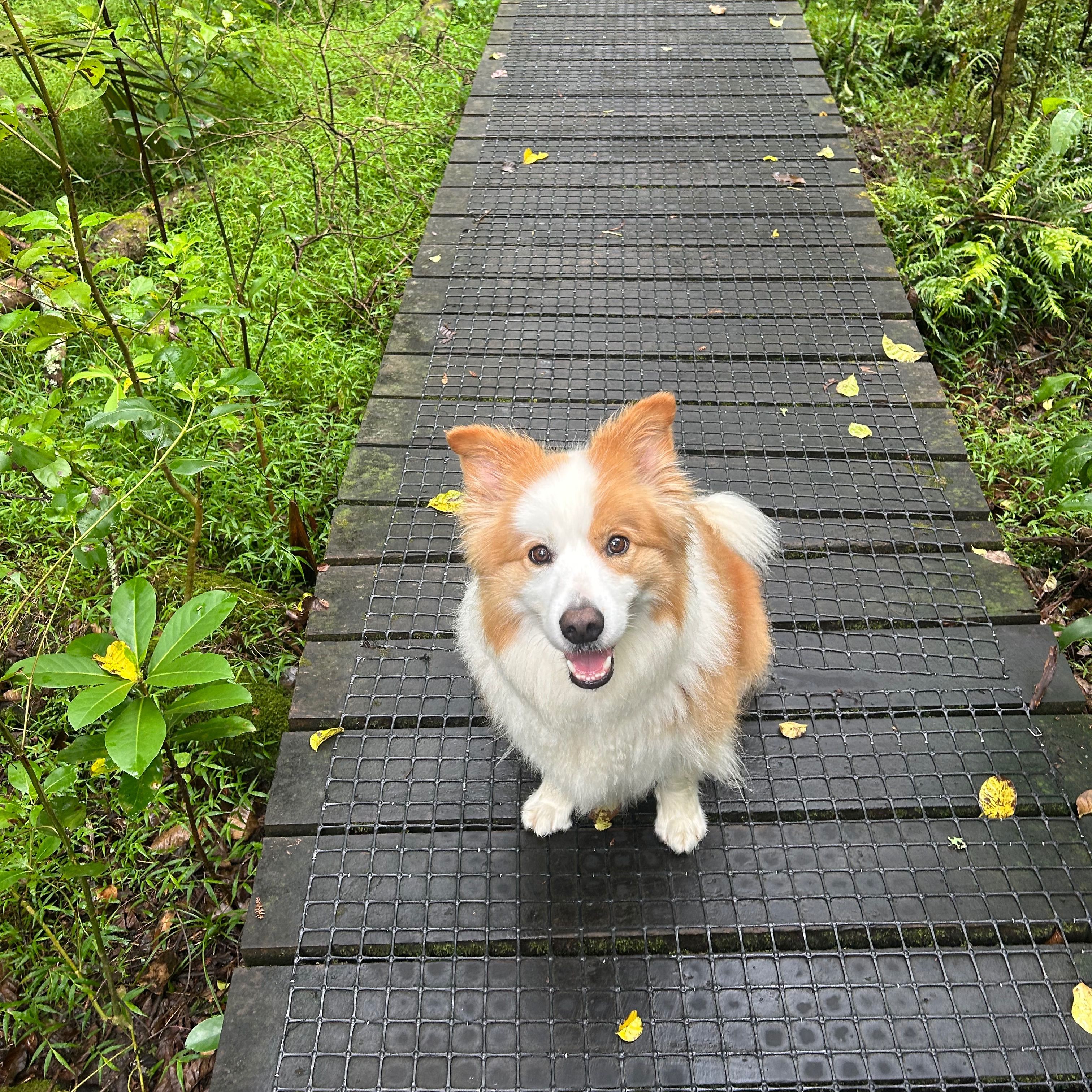 Bohdi